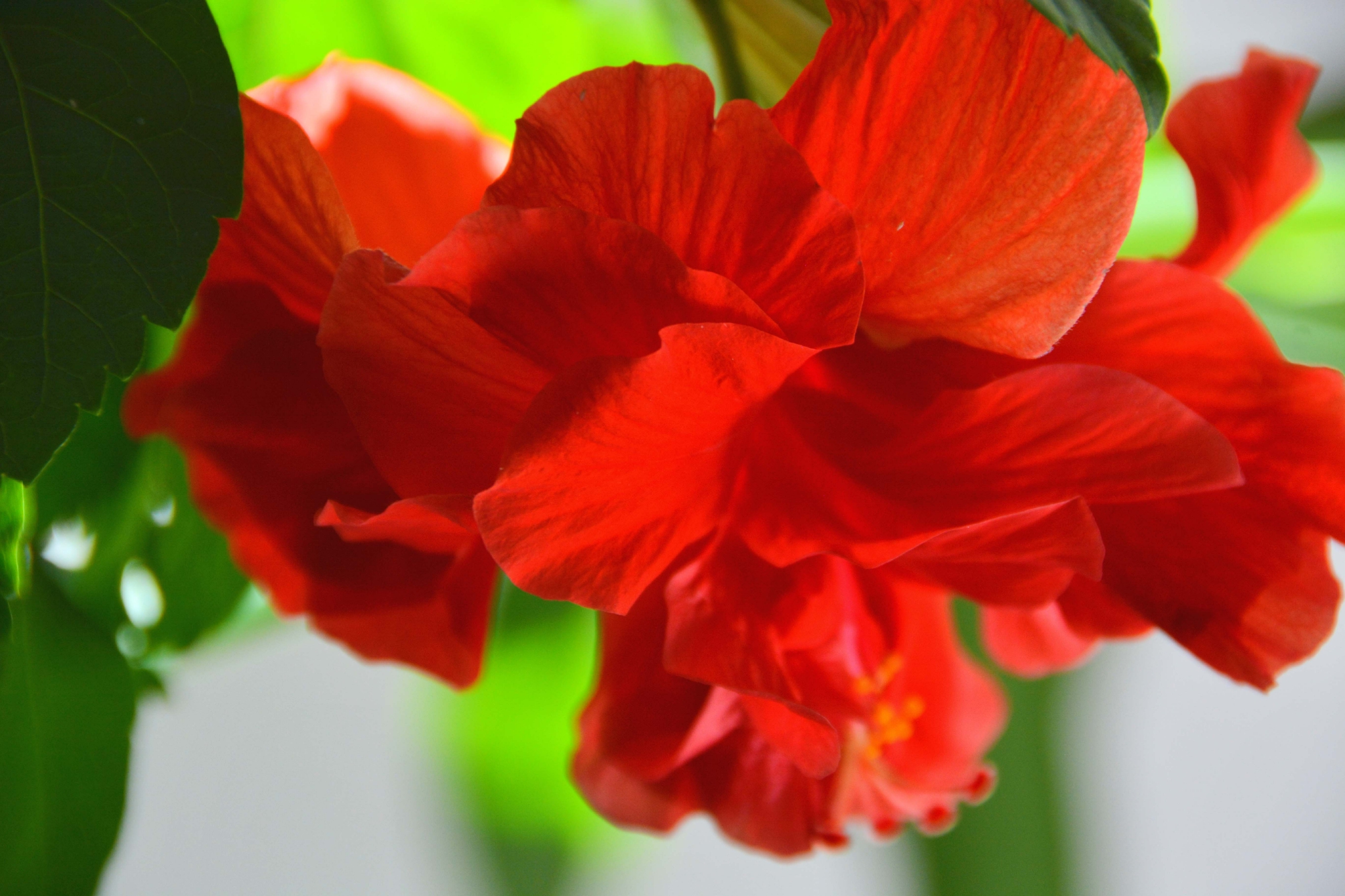 红色朱槿花原创拍摄