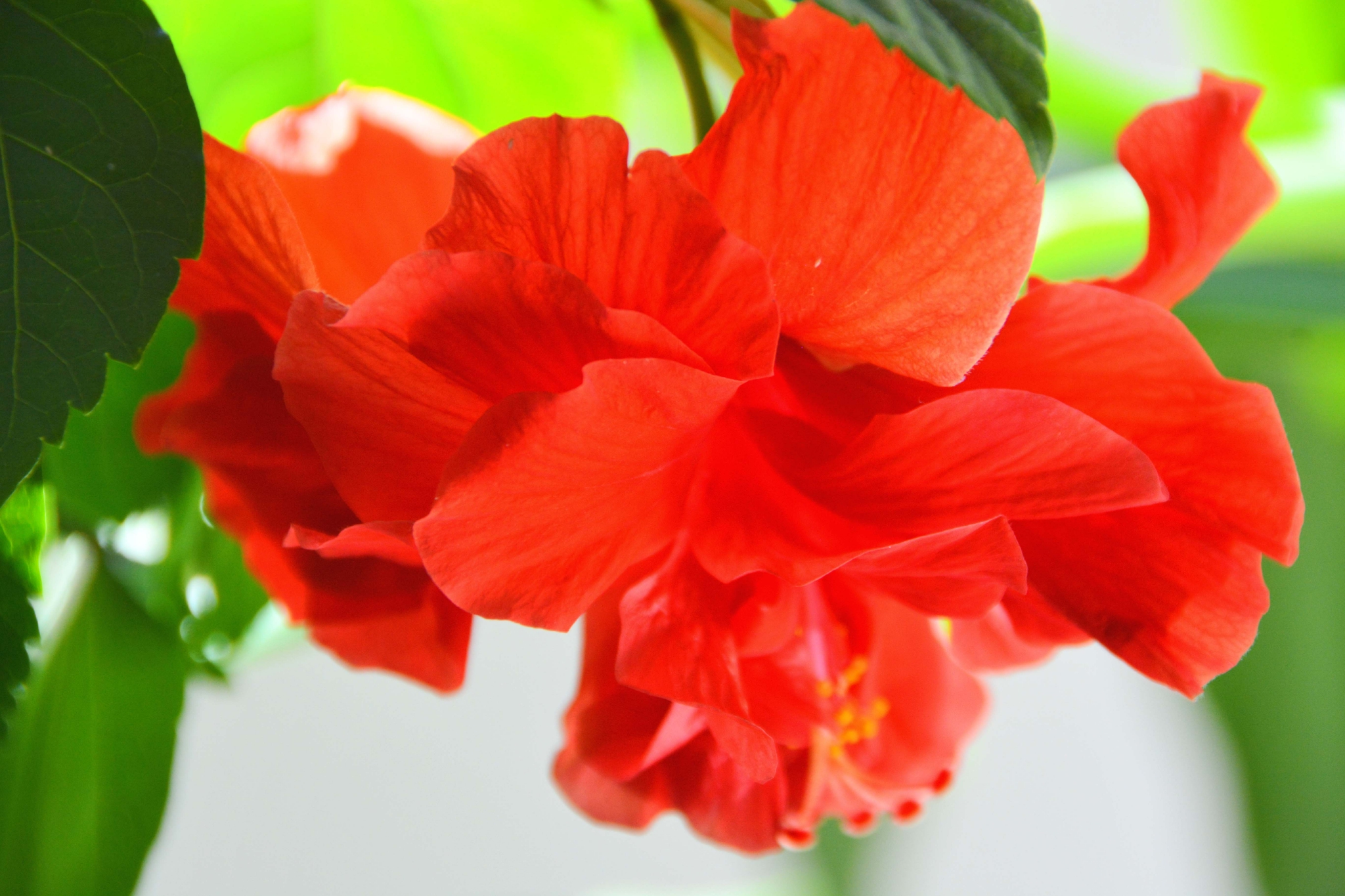 红色朱槿花原创拍摄