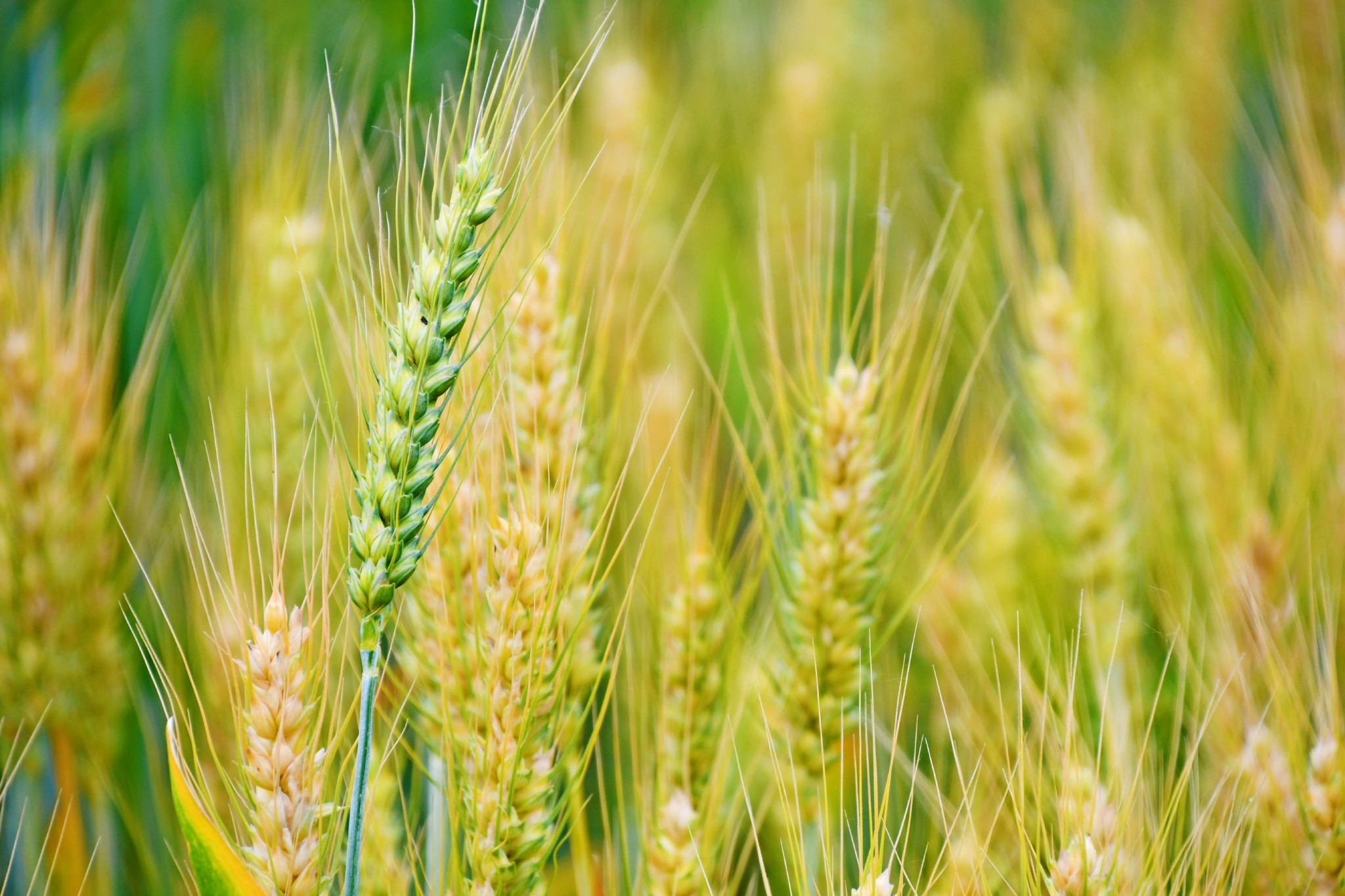 成熟的麦穗原创拍摄