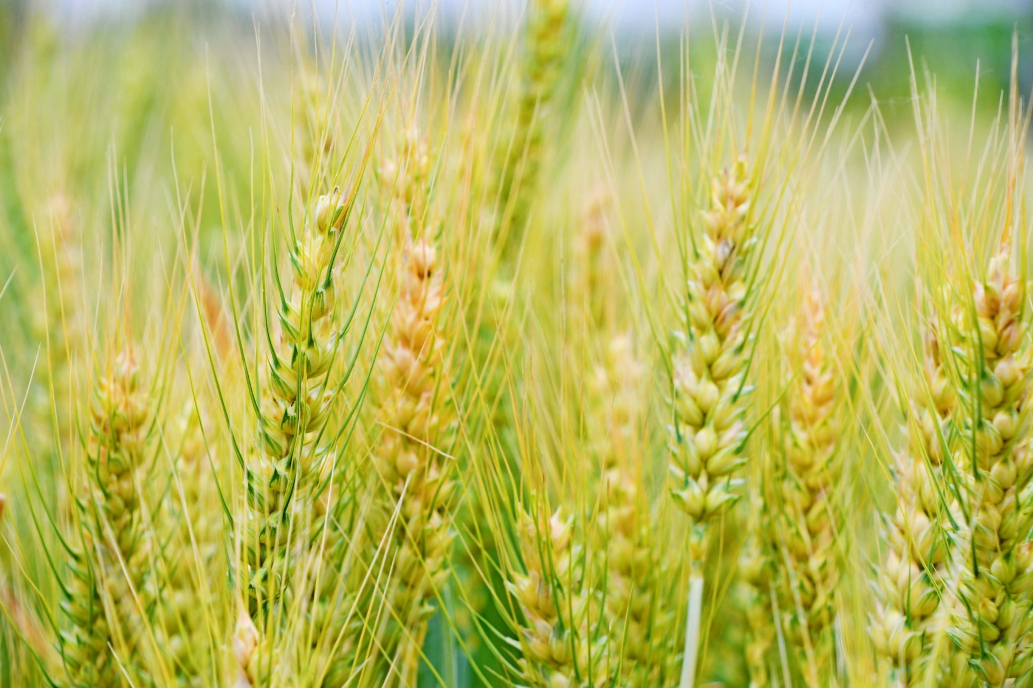 成熟的麦穗原创拍摄