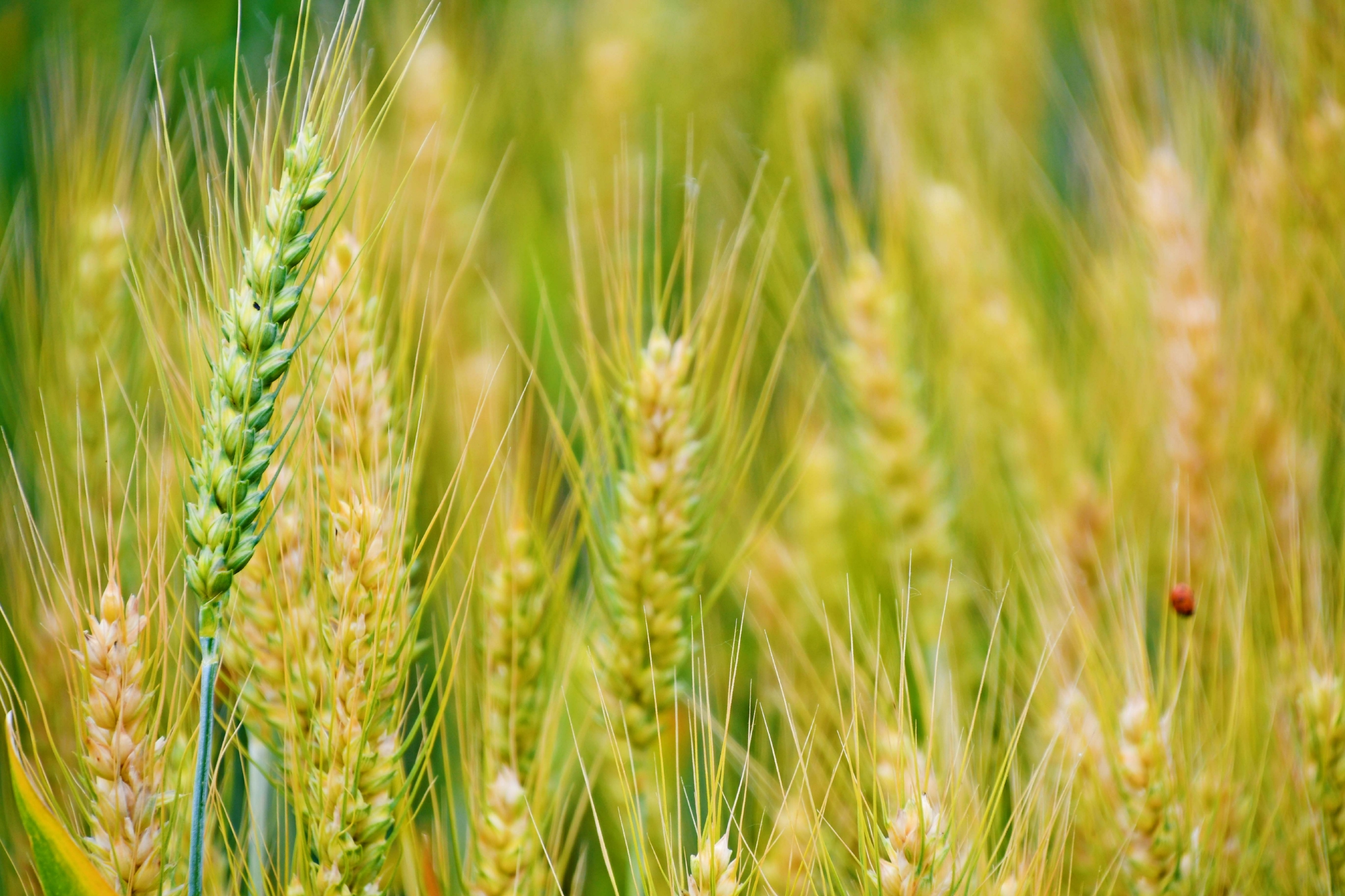 成熟的麦穗原创拍摄