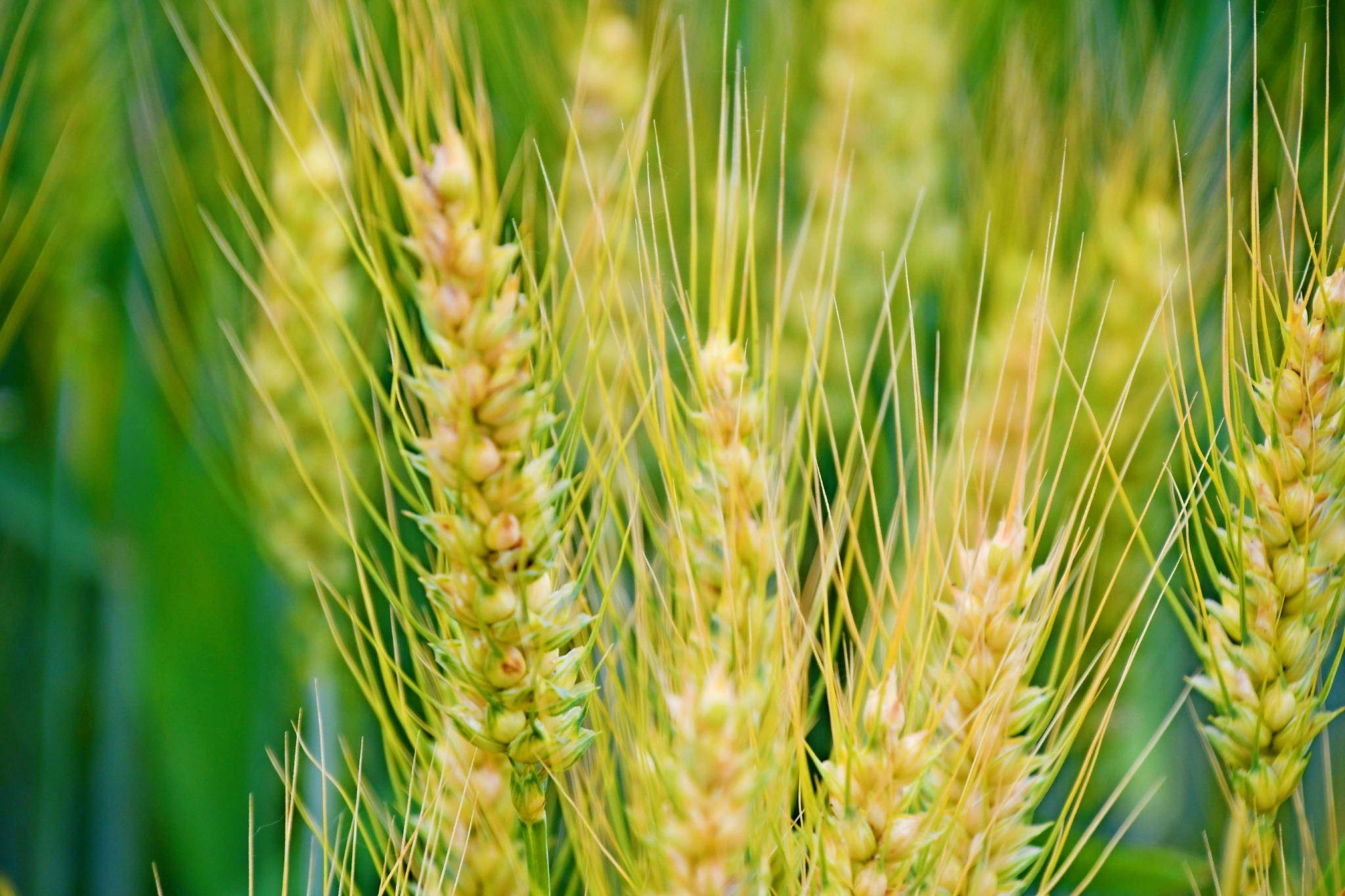 成熟的麦穗原创拍摄