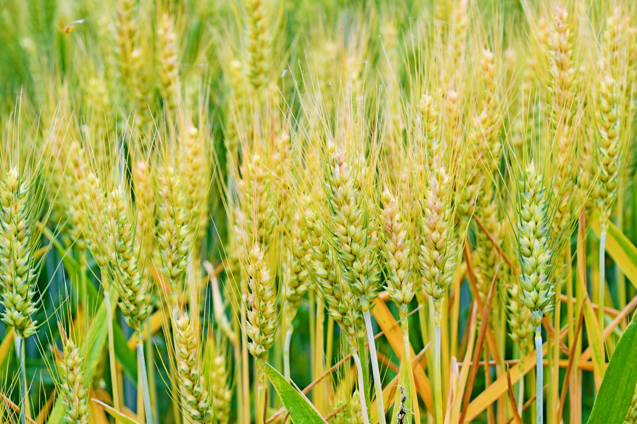 成熟的麦穗原创拍摄