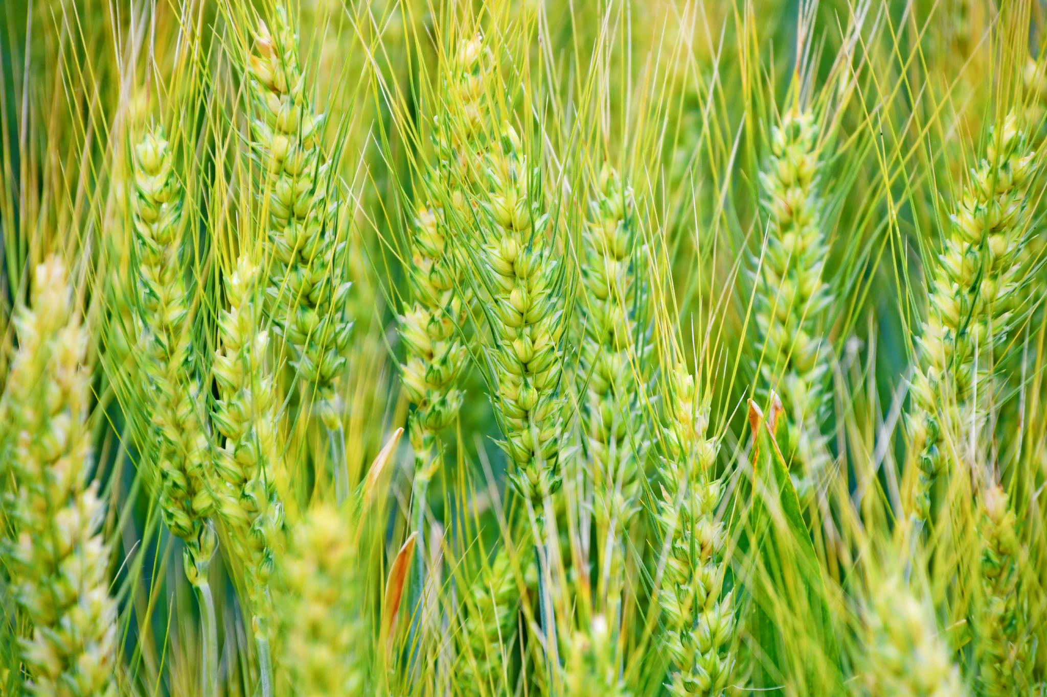 成熟的麦穗原创拍摄