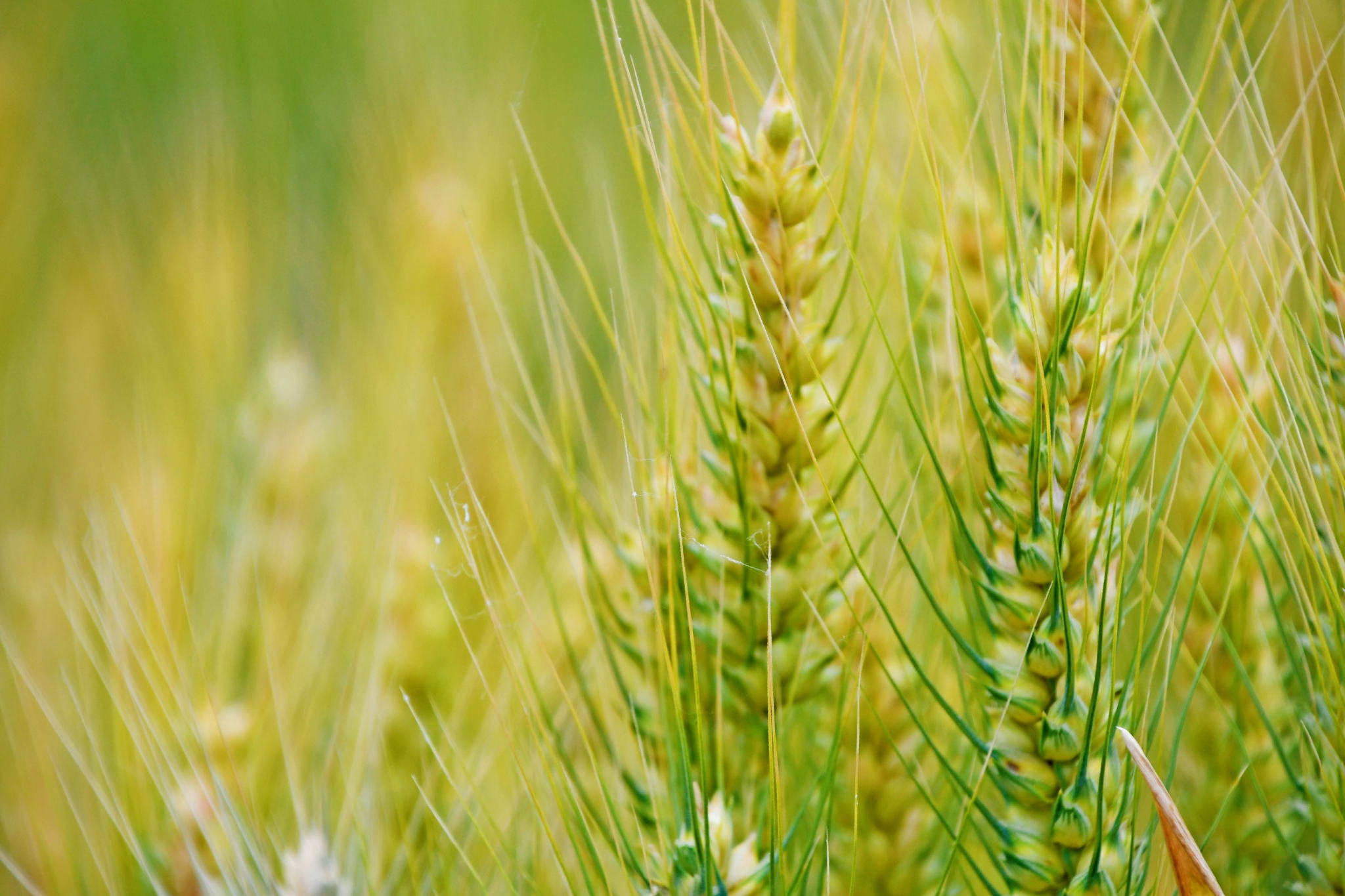 成熟的麦穗原创拍摄