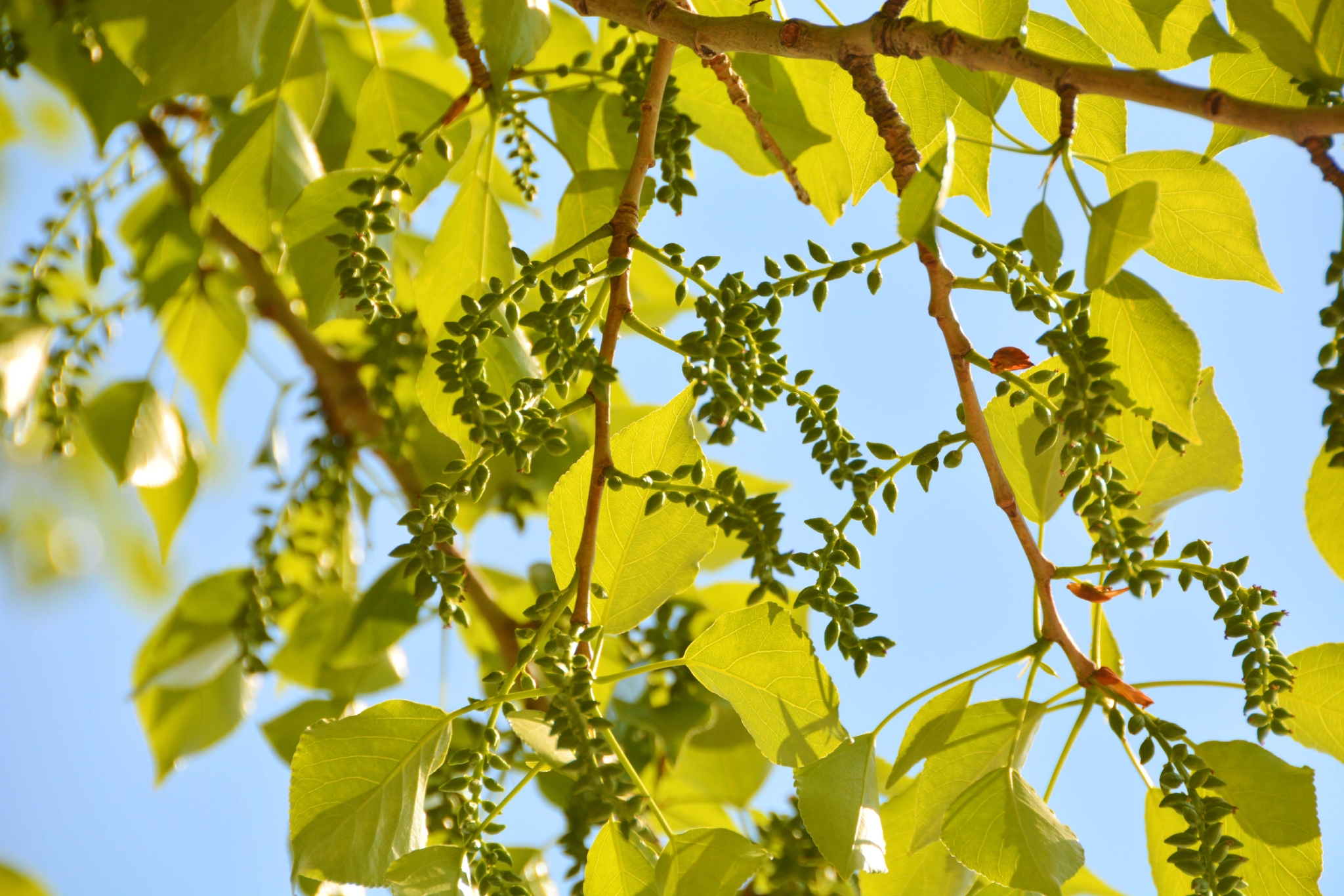 哈尔滨杨树小米哪里产 黑龙江小米品质如何