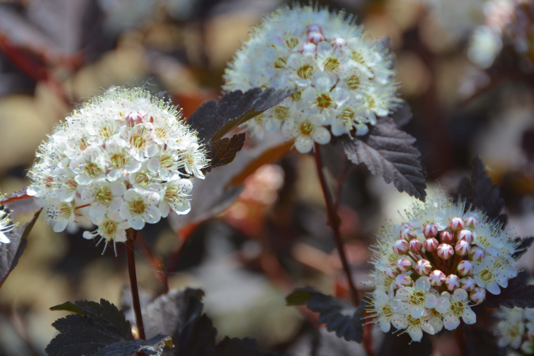 风箱果花团,原创拍摄|花团|风箱|原创_新浪新闻