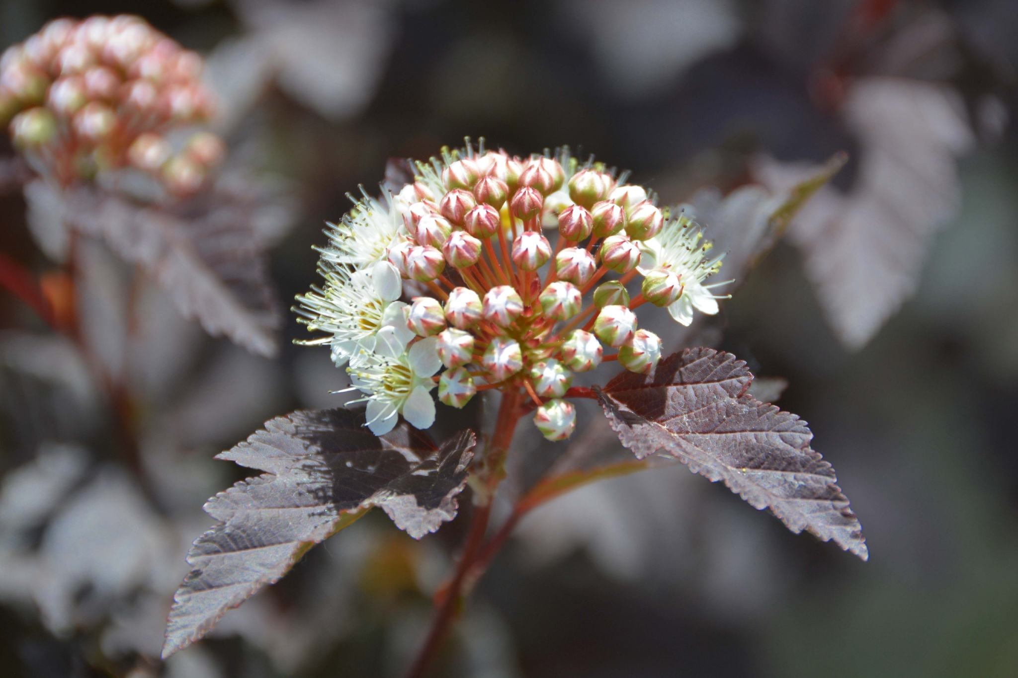 风箱果花团,原创拍摄|花团|风箱|原创_新浪新闻