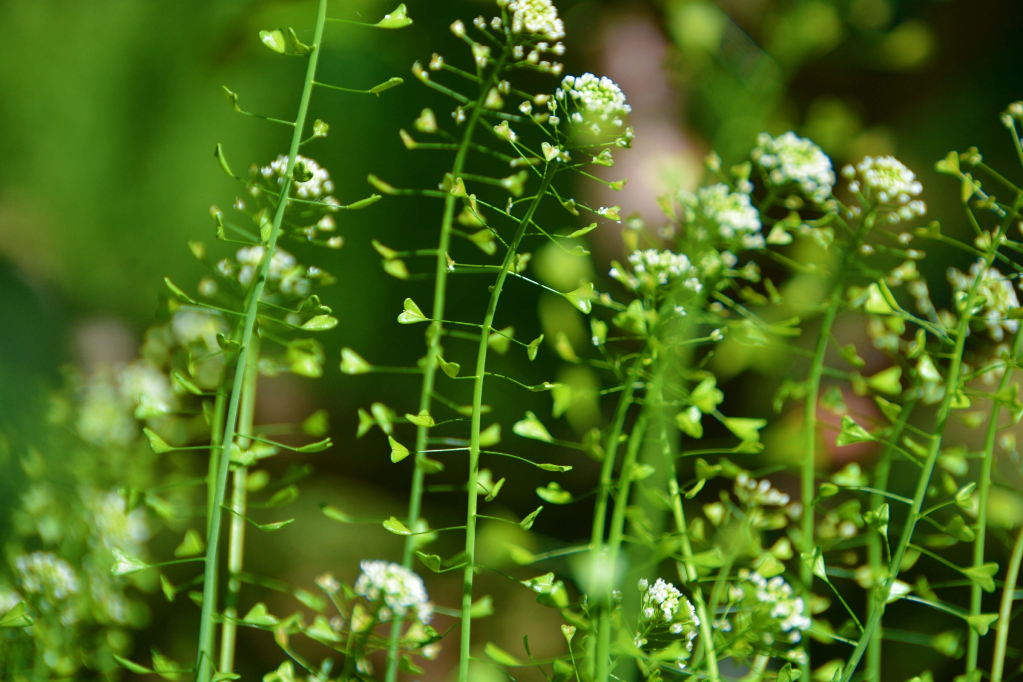 荠菜花和种子原创拍摄