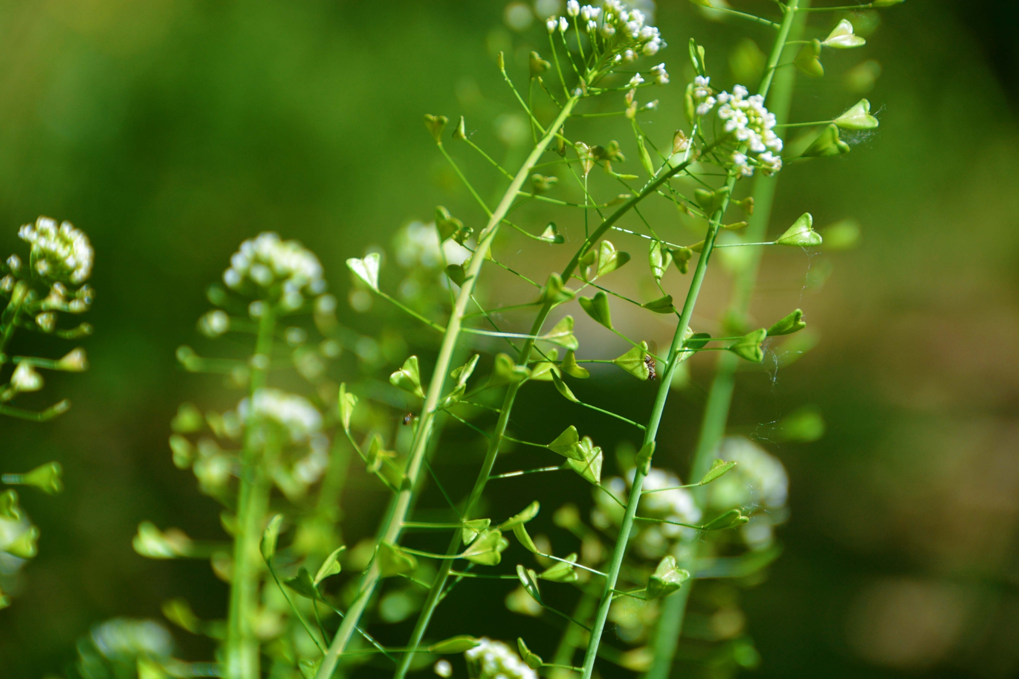 荠菜花和种子原创拍摄