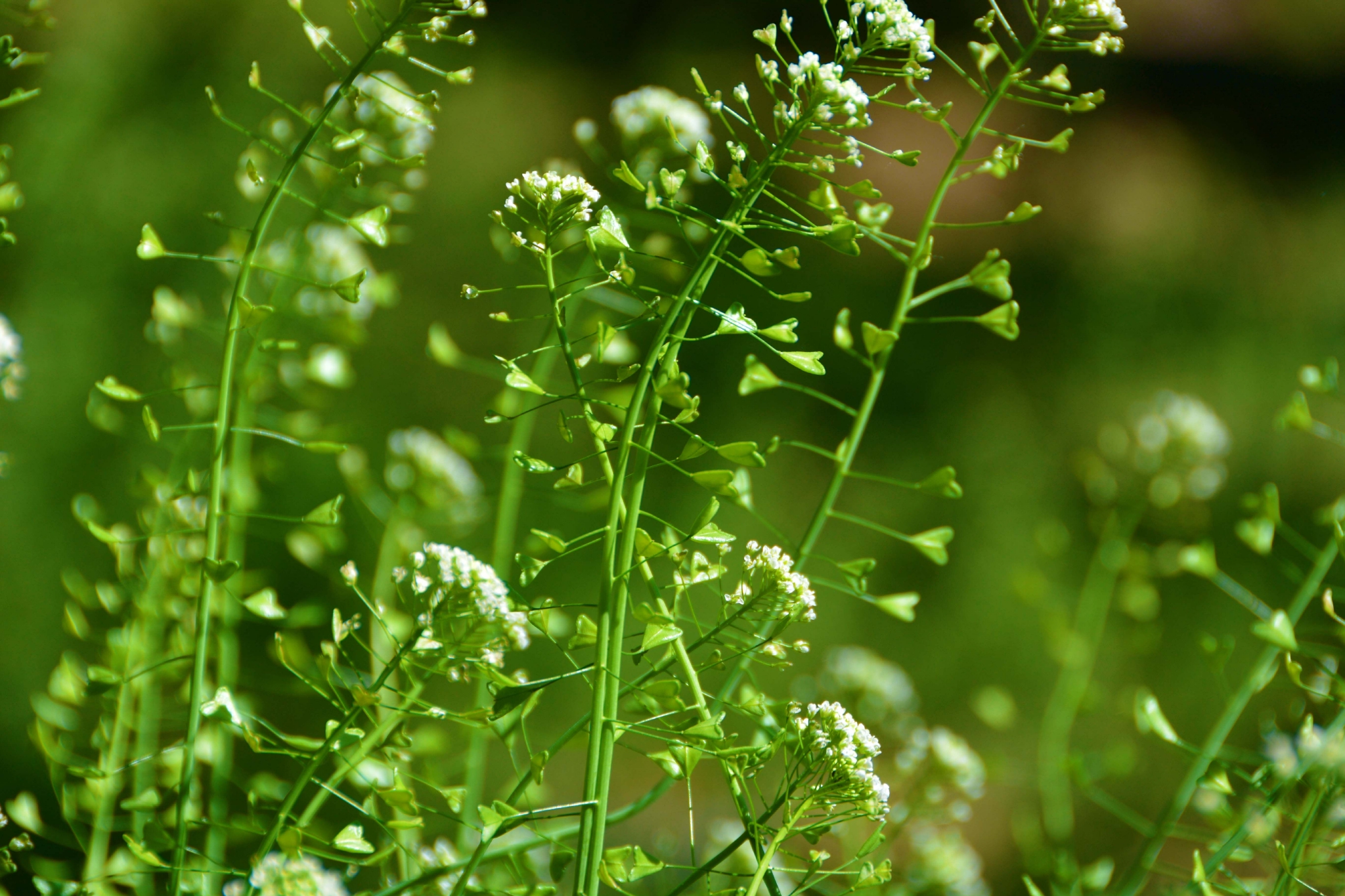 荠菜花和种子原创拍摄