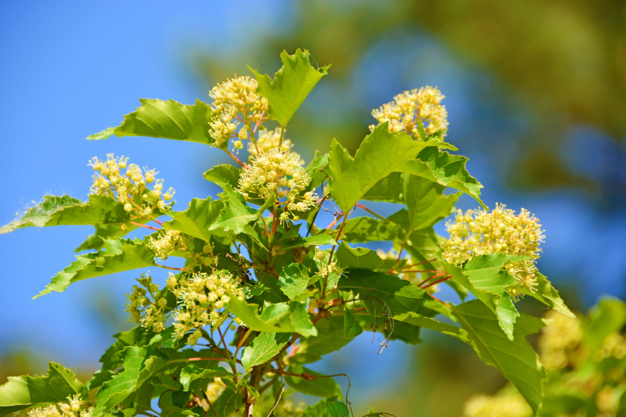 茶条枫小花,原创拍摄__财经头条