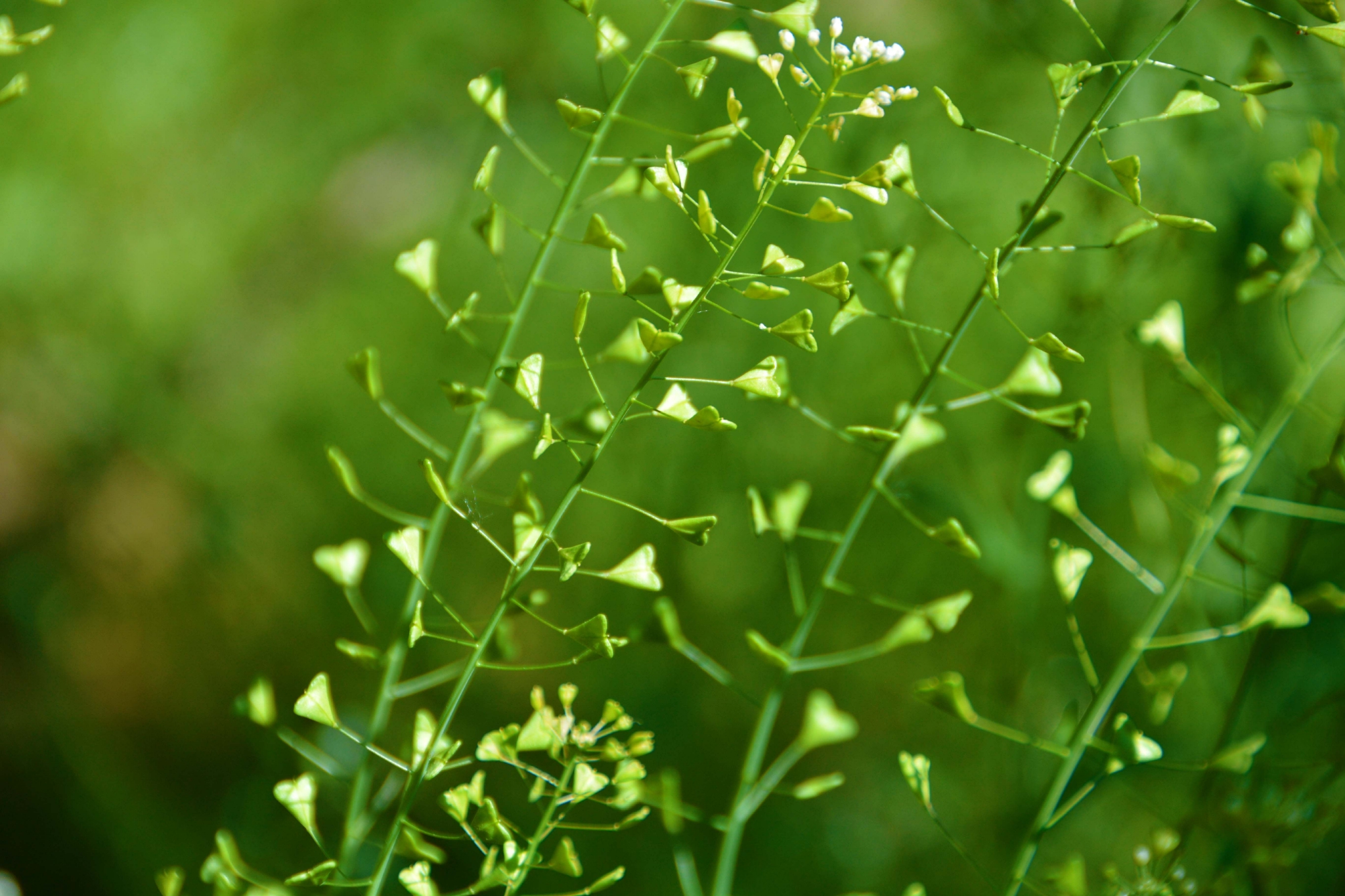 荠菜花和种子原创拍摄