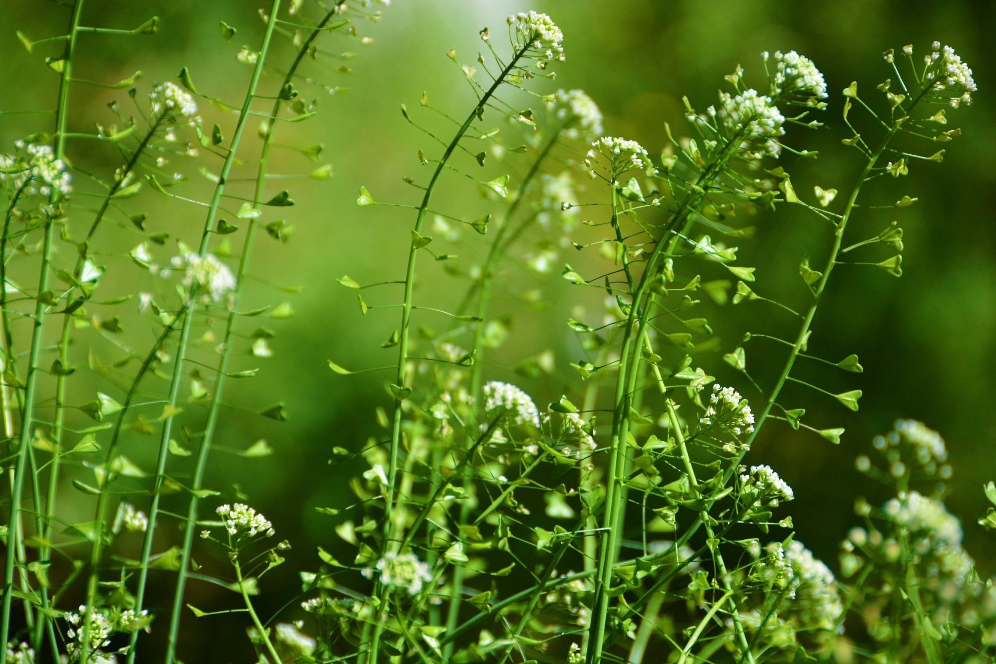 荠菜花和种子原创拍摄
