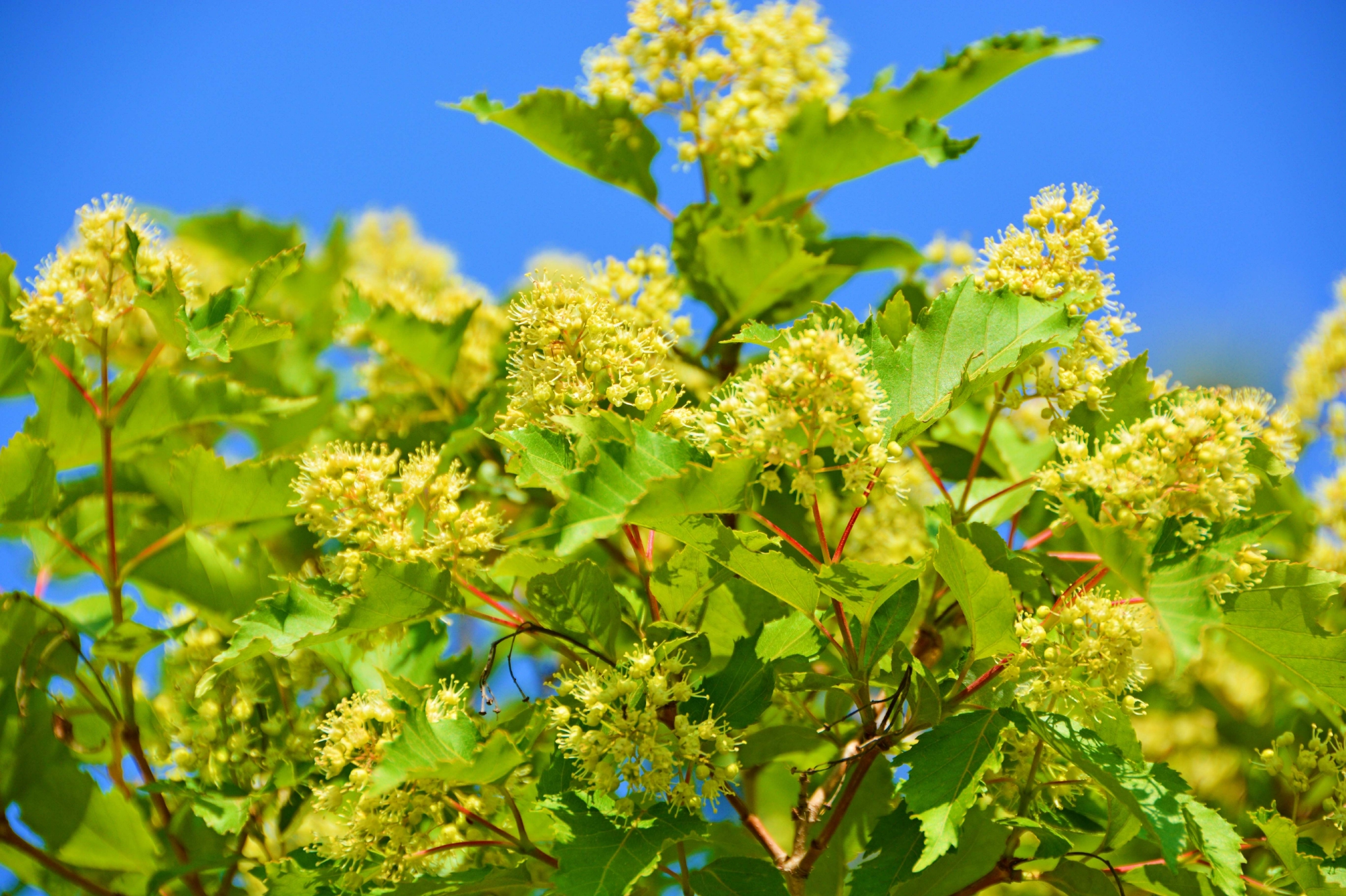 茶条枫小花,原创拍摄__财经头条