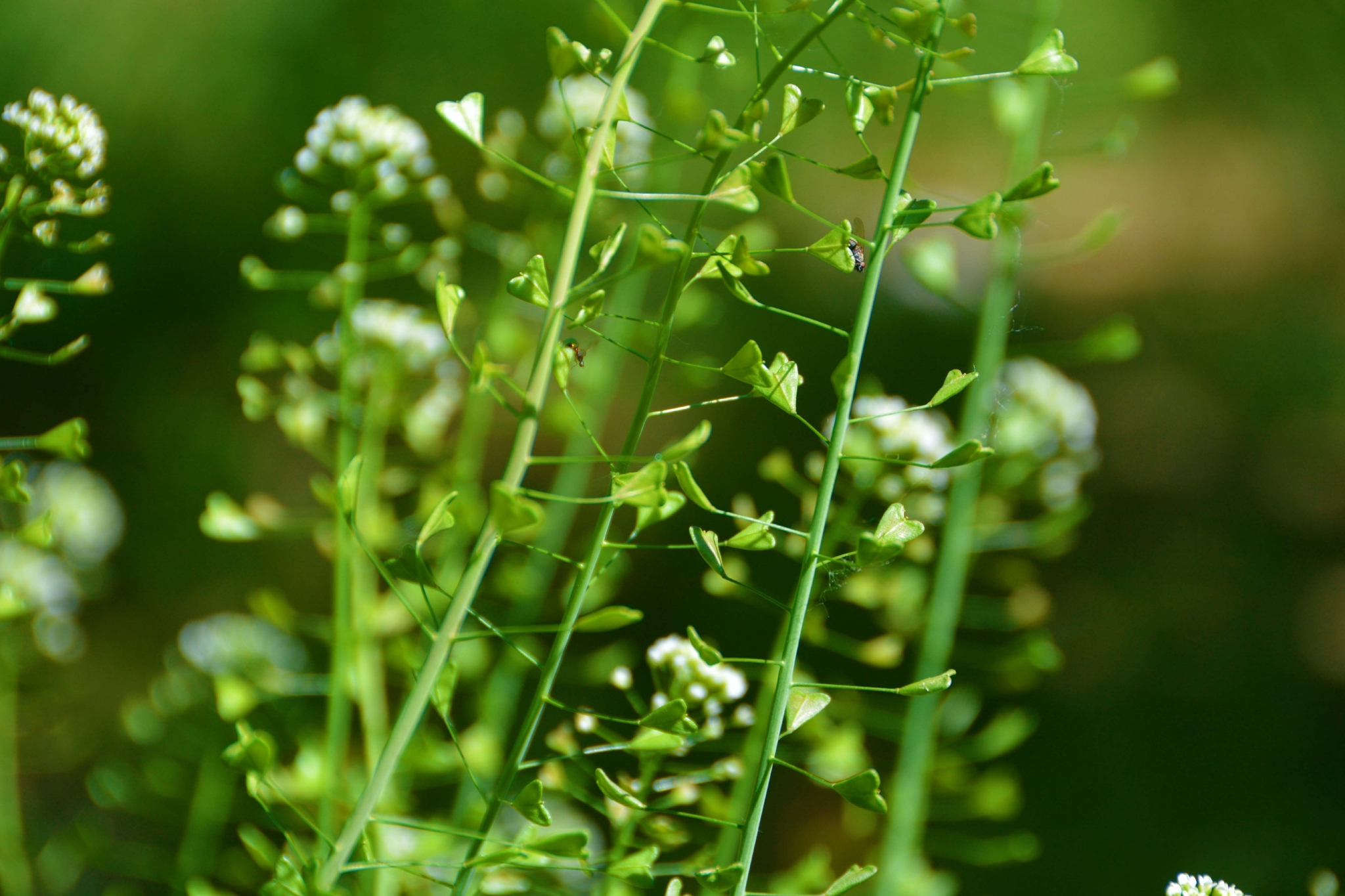 荠菜花和种子原创拍摄