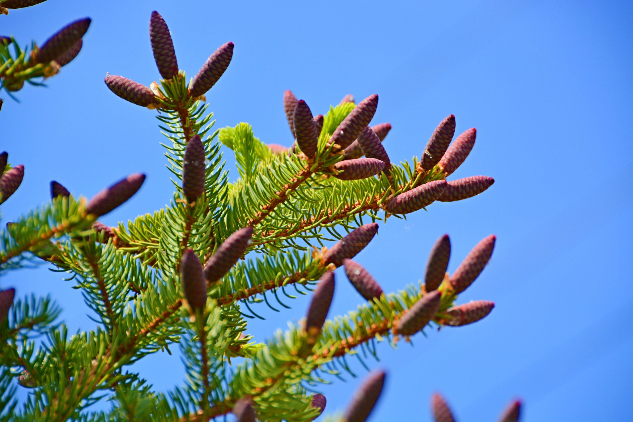不同树的云杉果原创拍摄