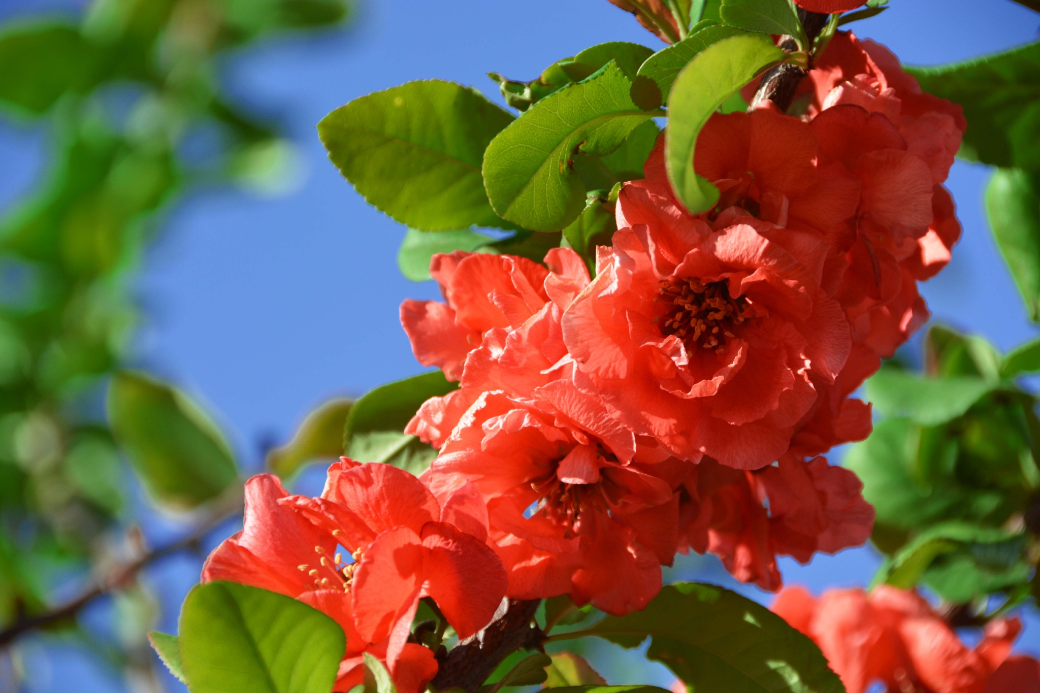 红海棠花原创拍摄