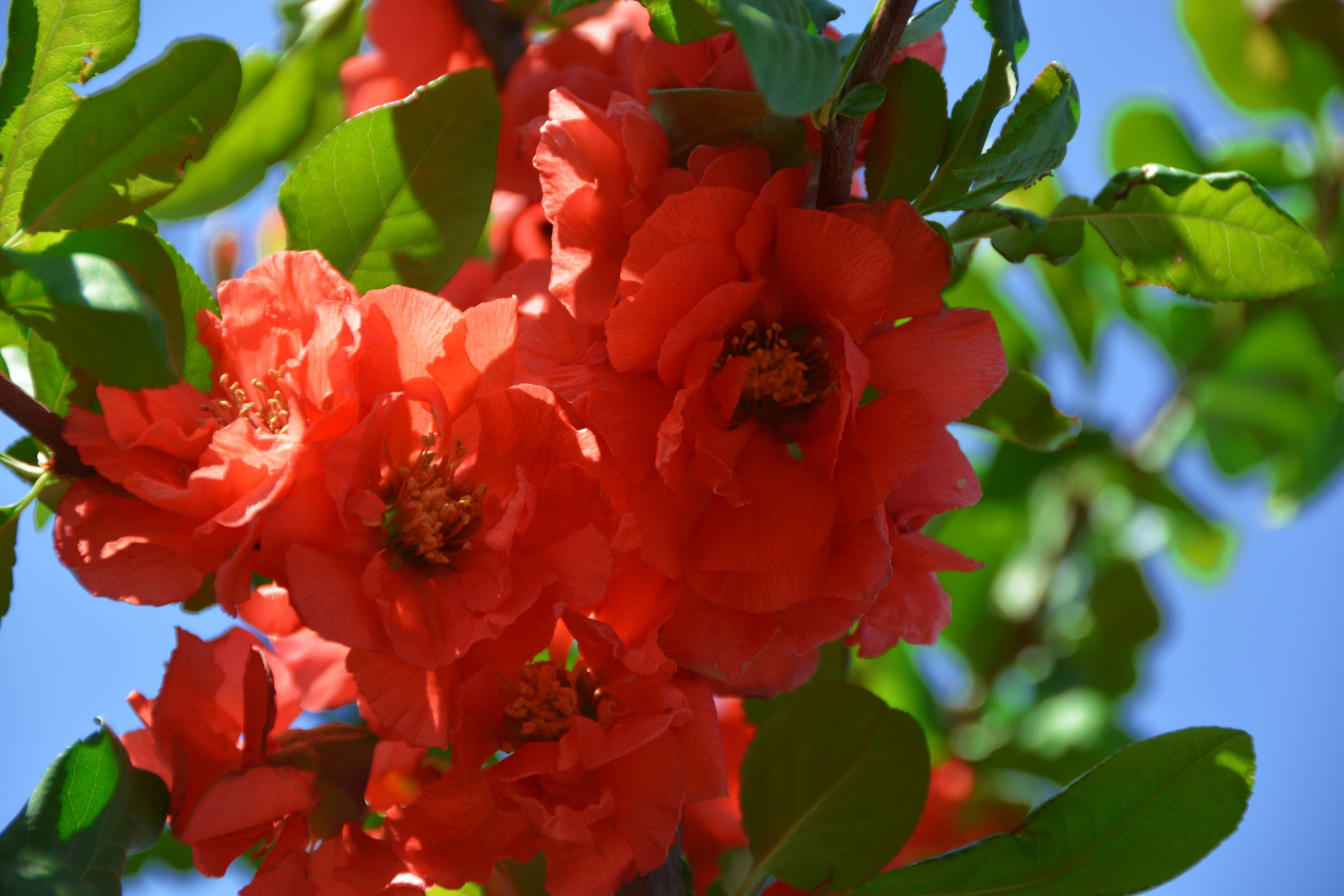 红海棠花原创拍摄