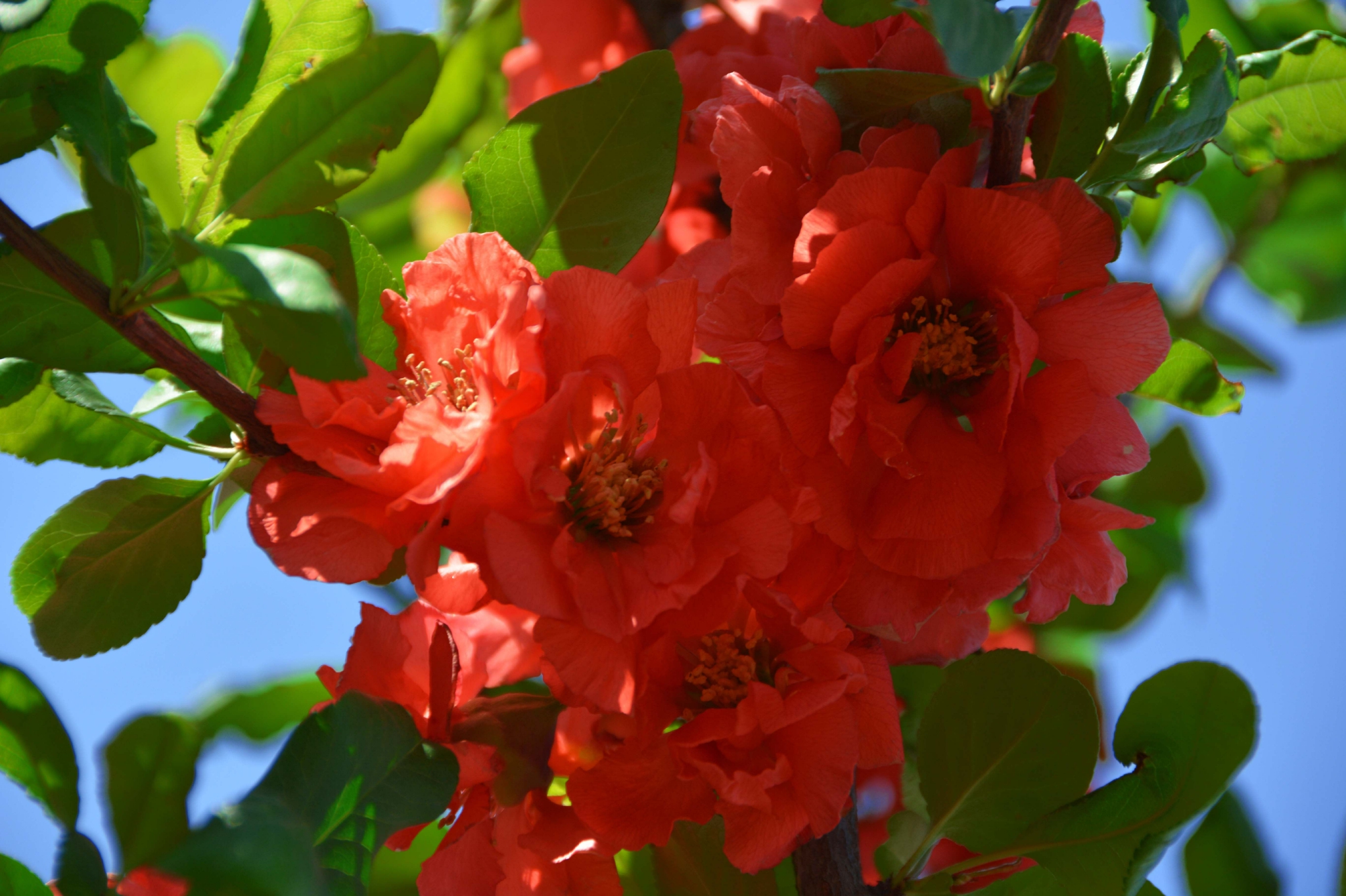 红海棠花原创拍摄