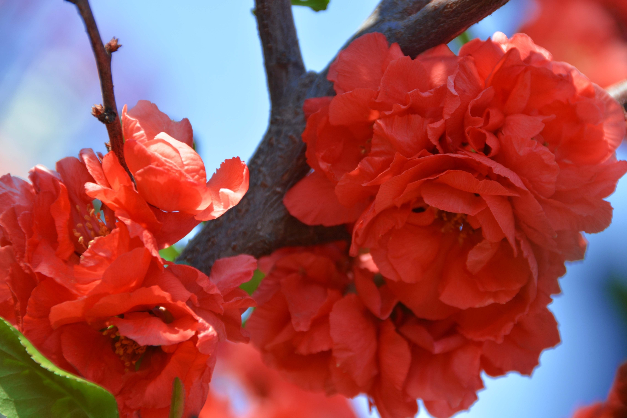 红海棠花原创拍摄