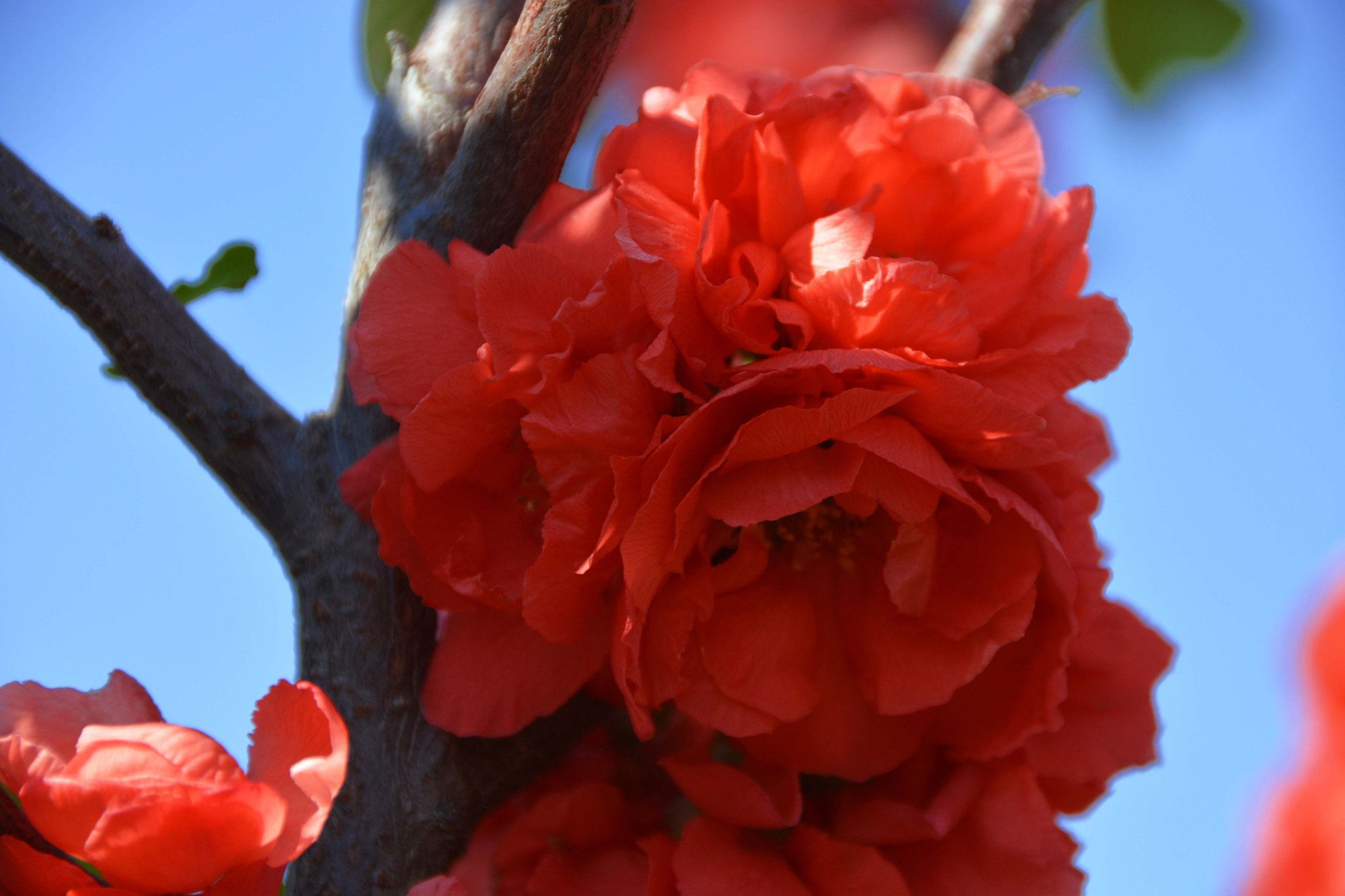 红海棠花原创拍摄