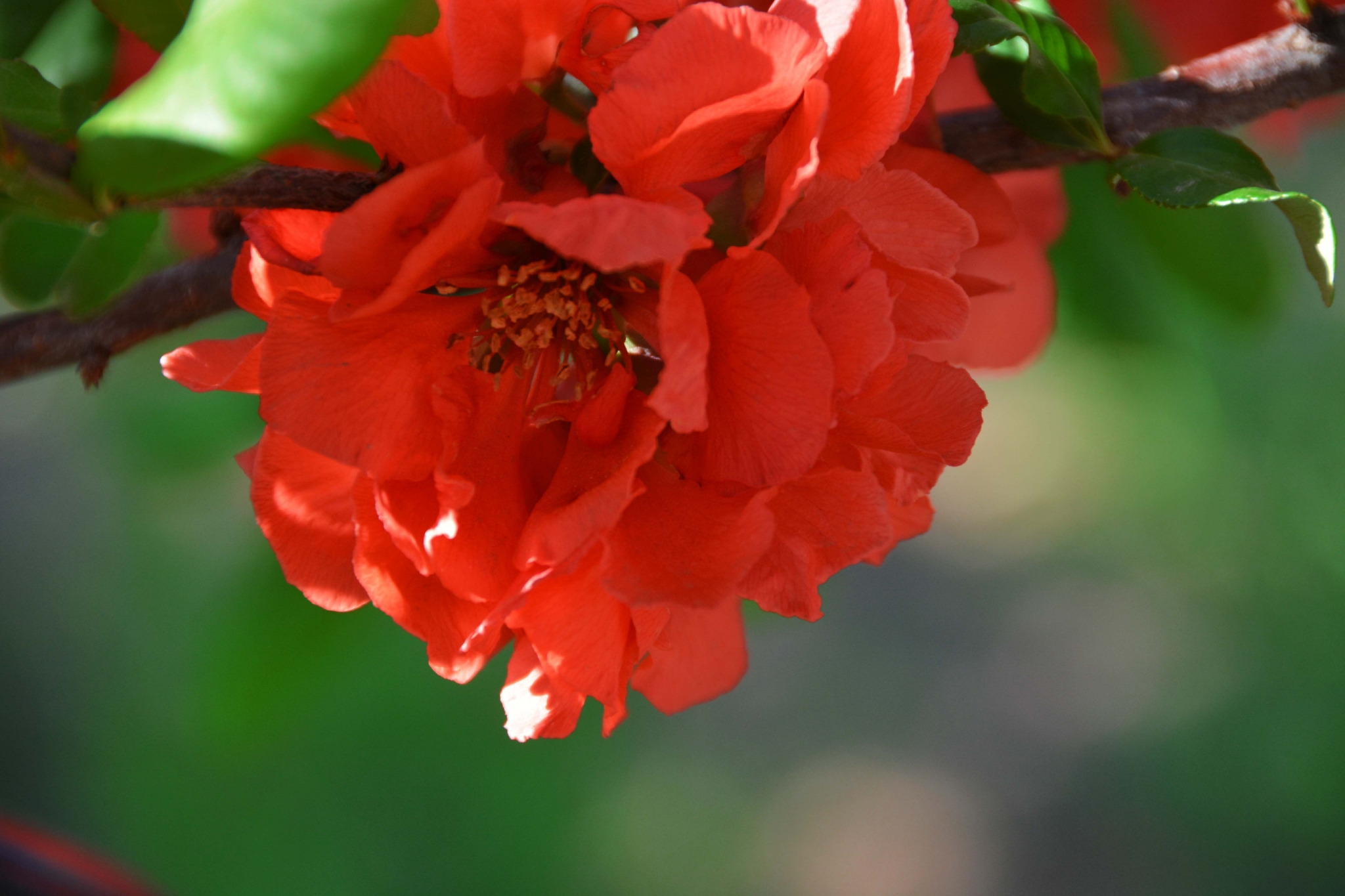 红海棠花原创拍摄