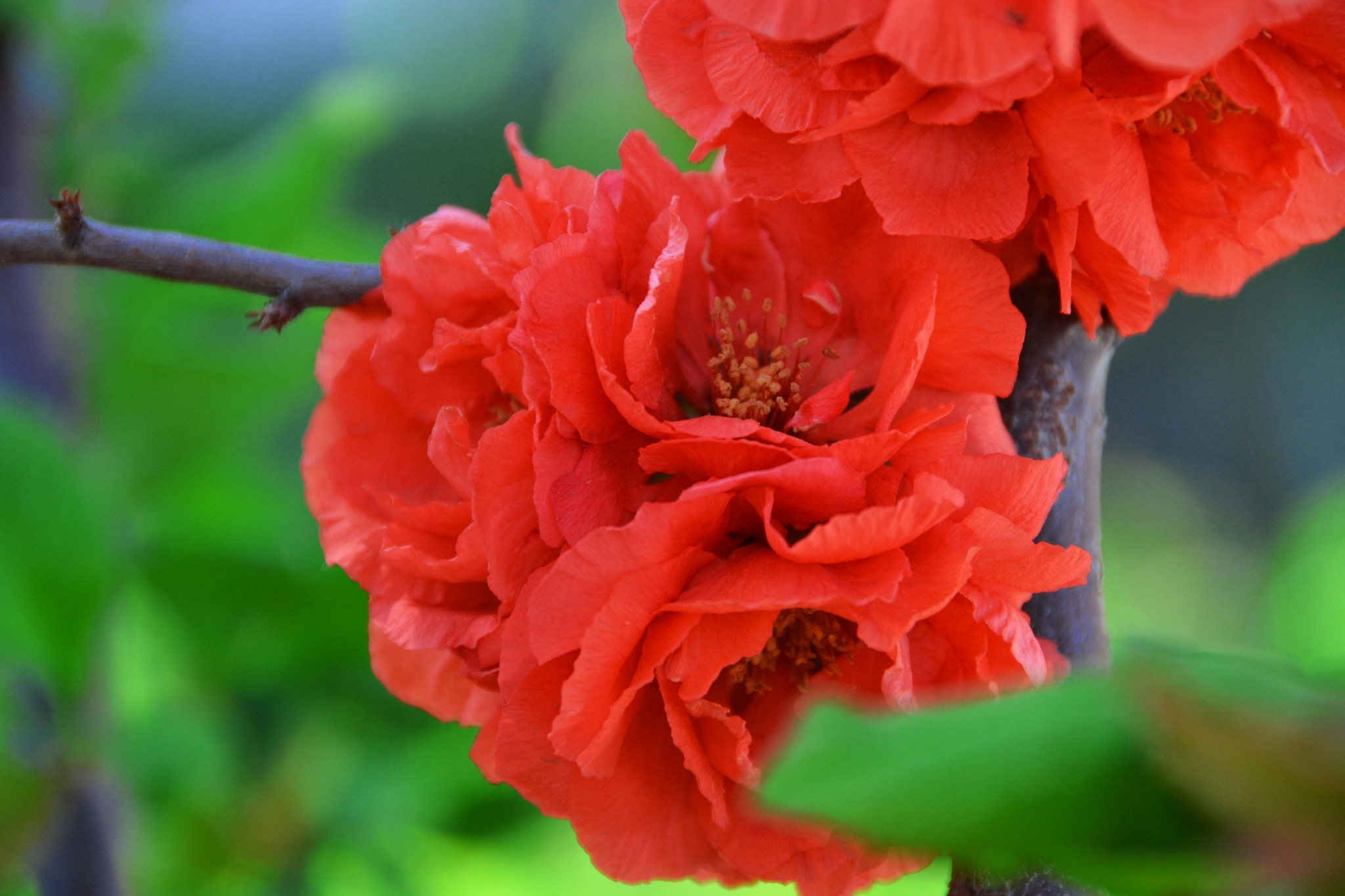 红海棠花(海棠树的栽培与养护)