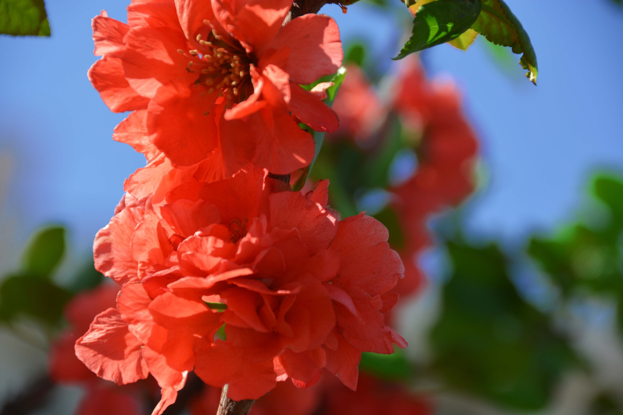 红海棠花原创拍摄