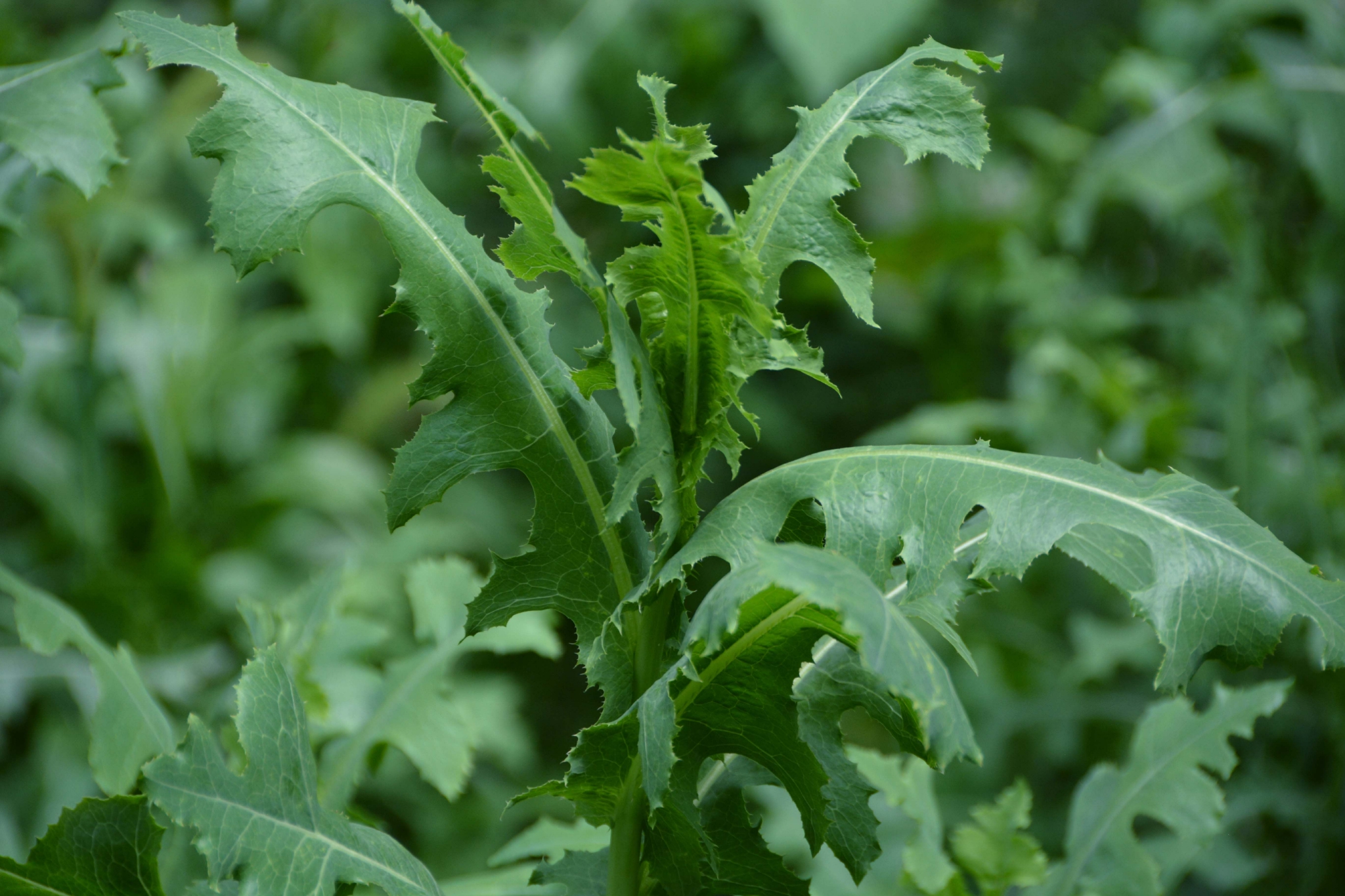 野莴苣也叫毒莴苣原创拍摄
