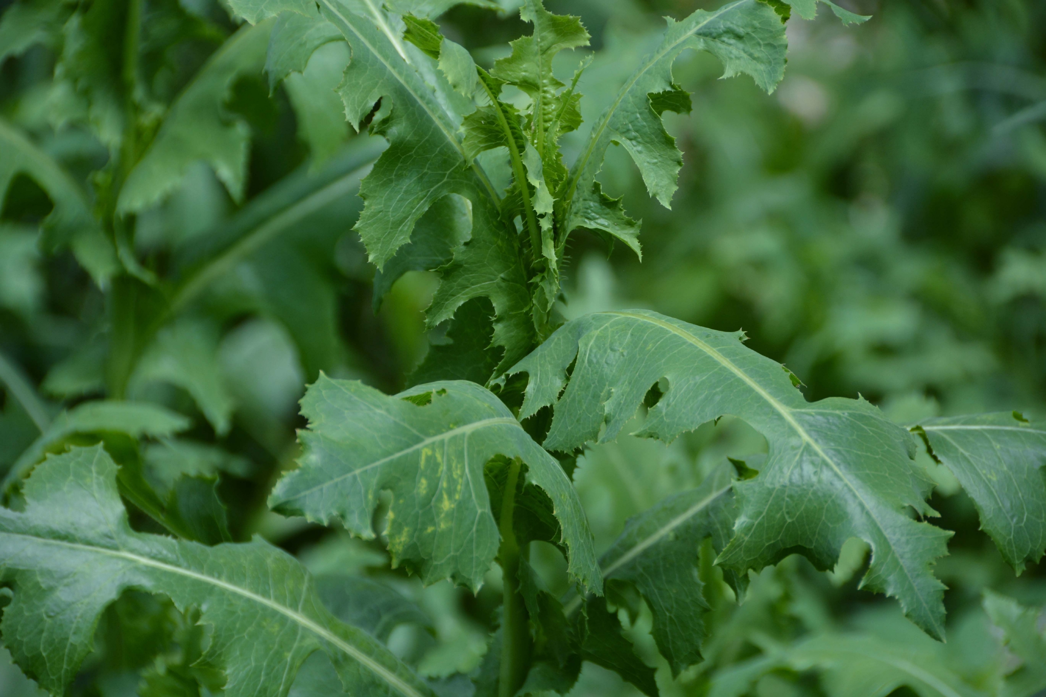 野莴苣也叫毒莴苣原创拍摄
