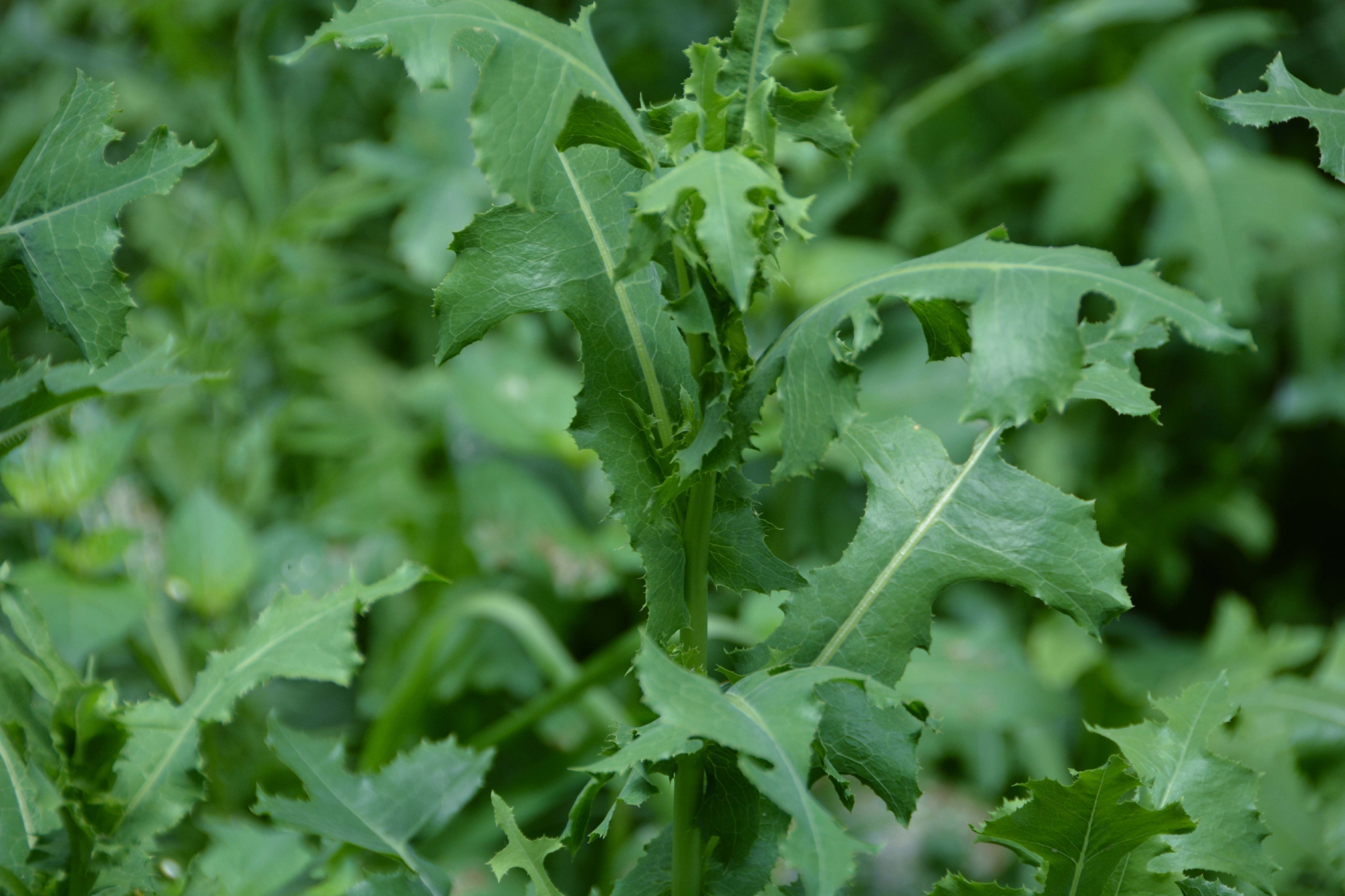 野莴苣也叫毒莴苣原创拍摄