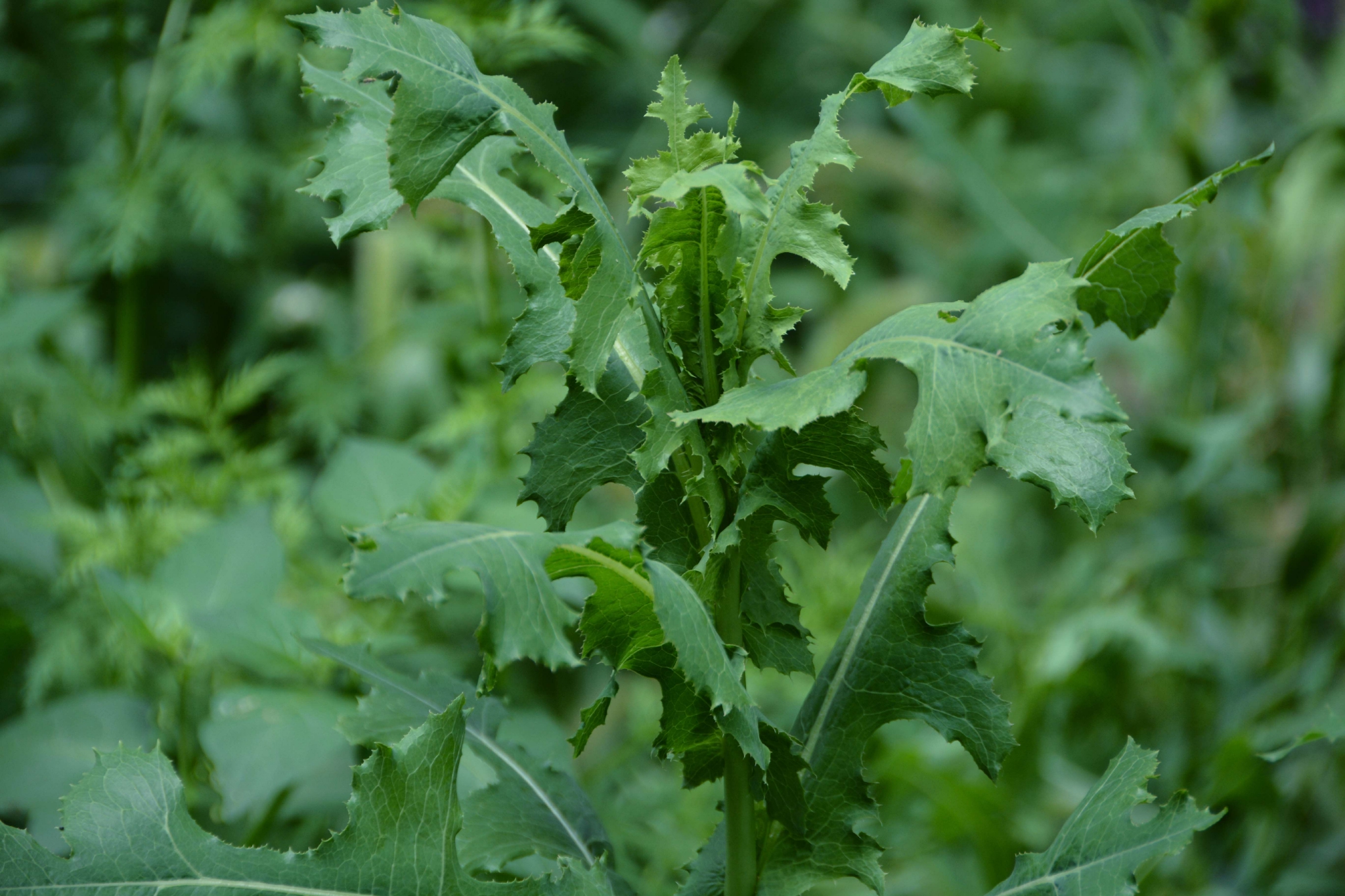 野莴苣也叫毒莴苣原创拍摄
