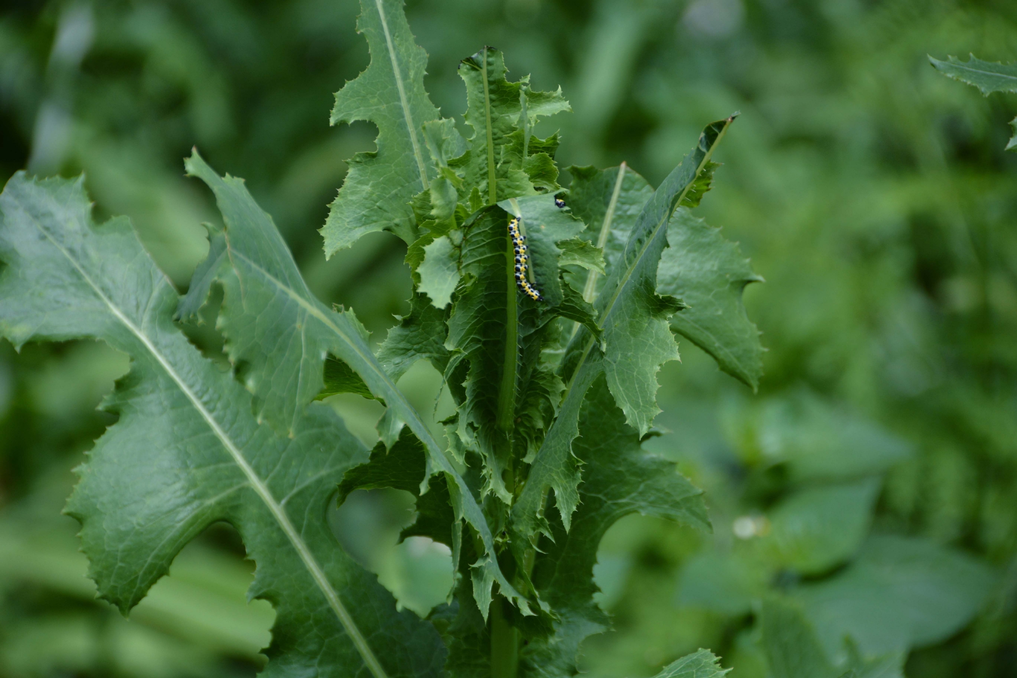 野莴苣也叫毒莴苣原创拍摄
