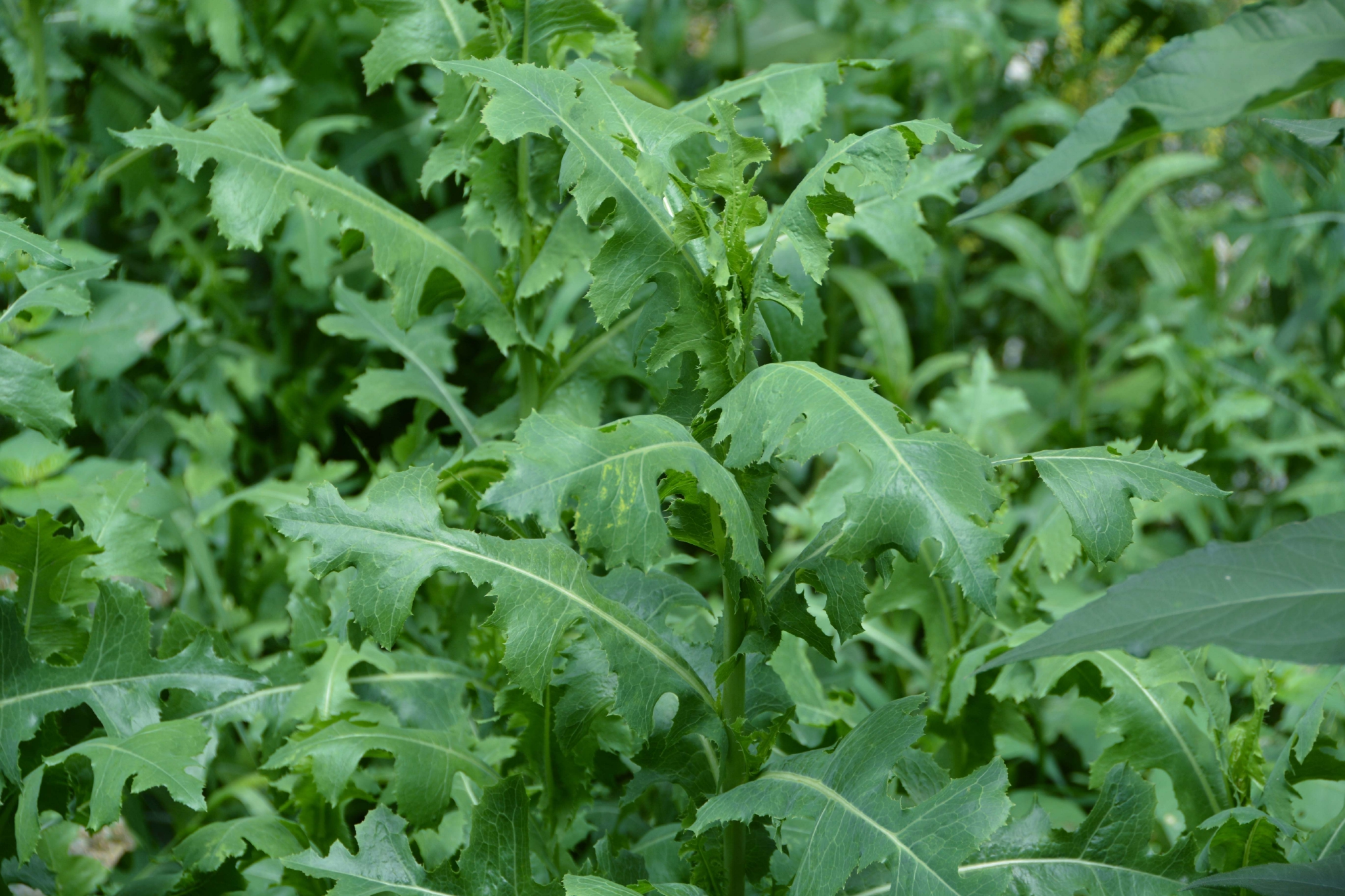 野莴苣也叫毒莴苣原创拍摄