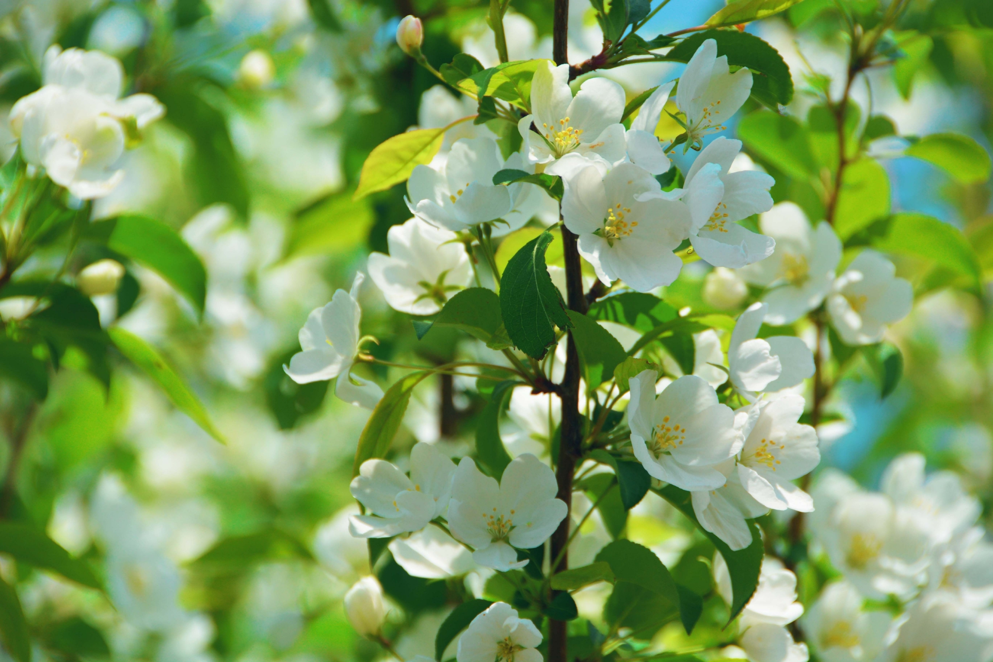 淡雅的山荆子花原创拍摄
