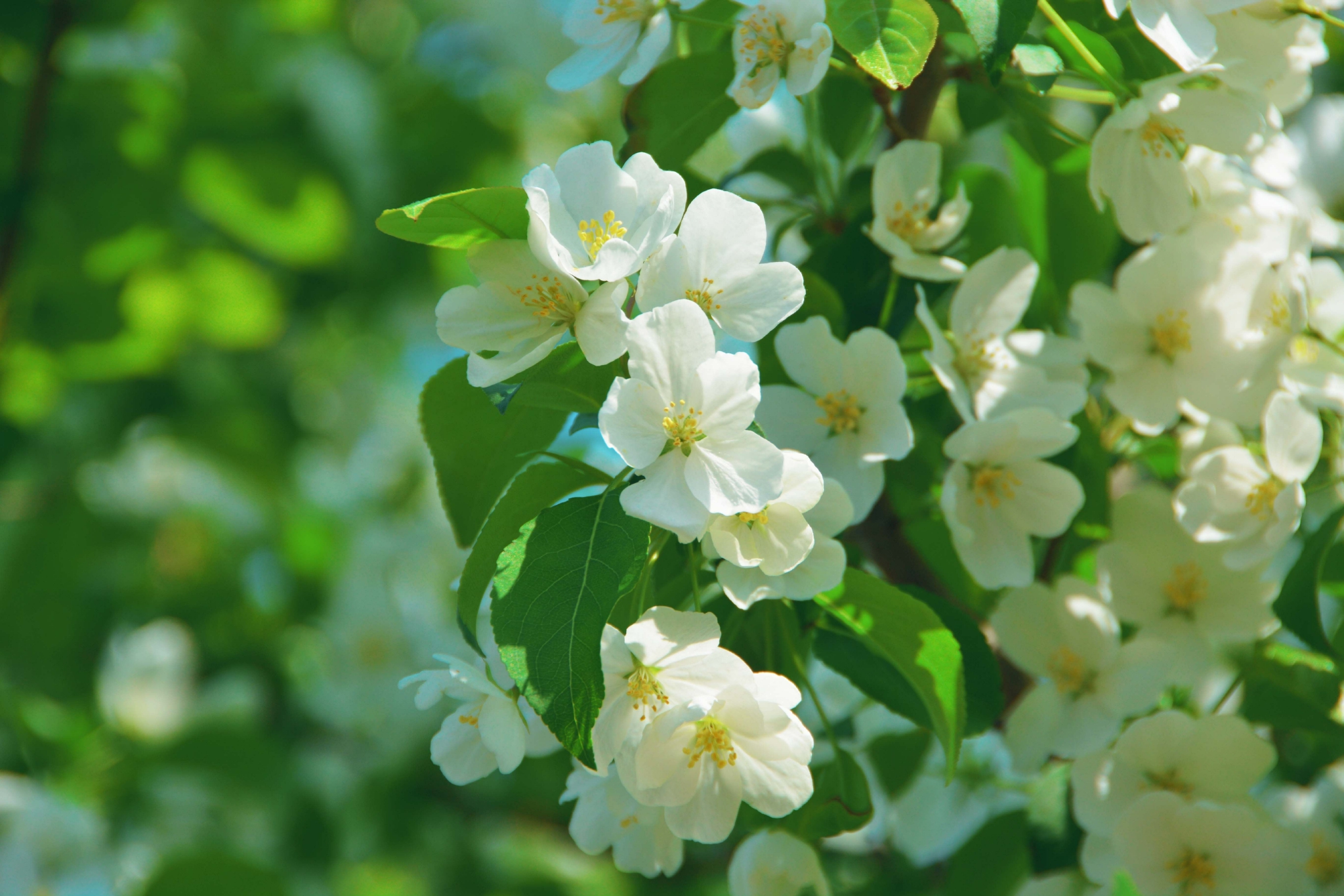 淡雅的山荆子花原创拍摄