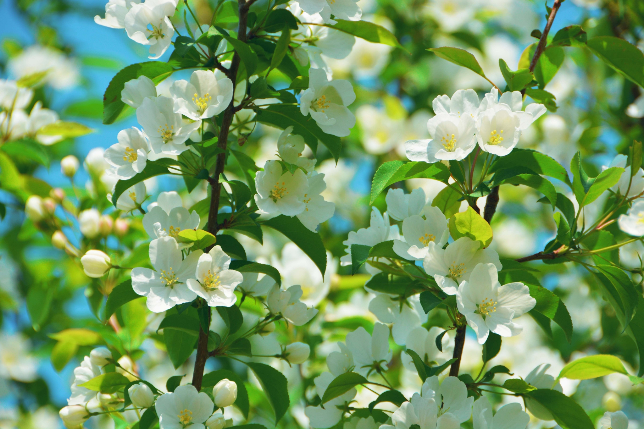 淡雅的山荆子花原创拍摄