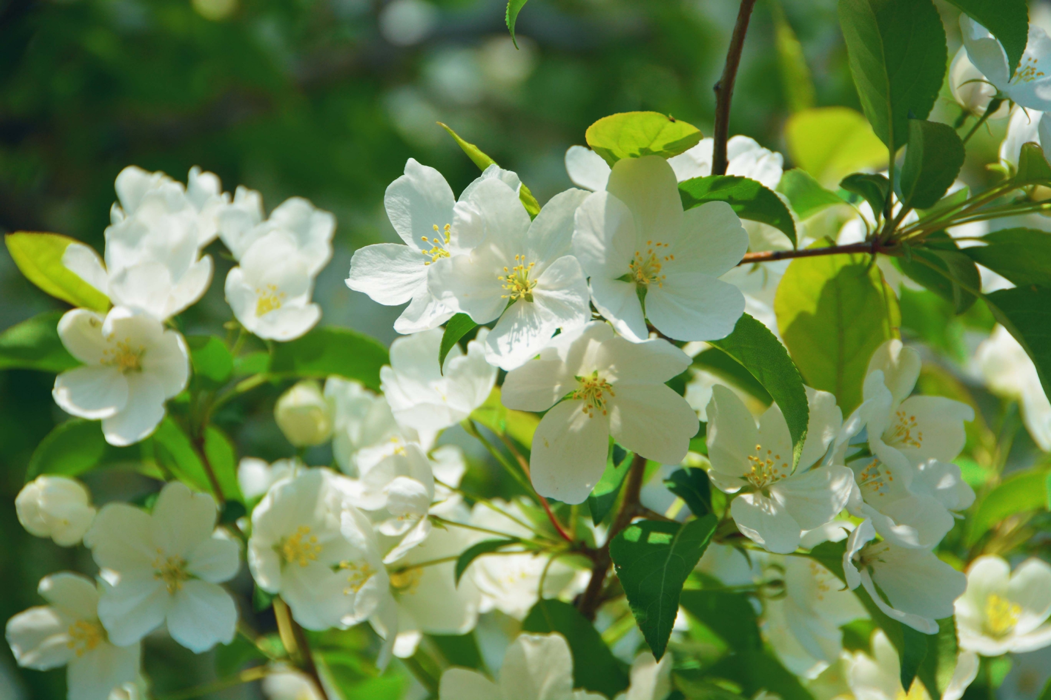 淡雅的山荆子花原创拍摄