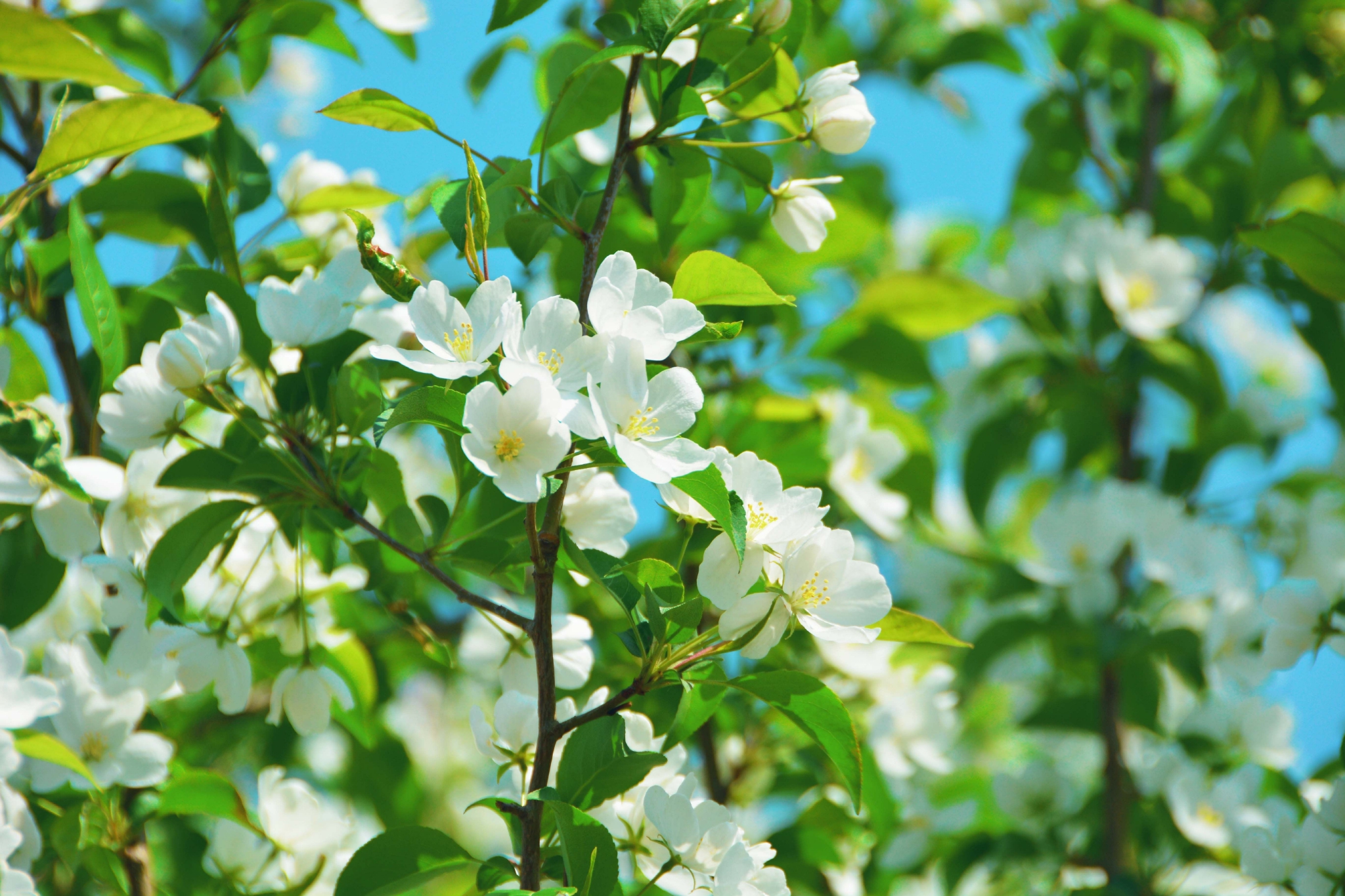 淡雅的山荆子花原创拍摄