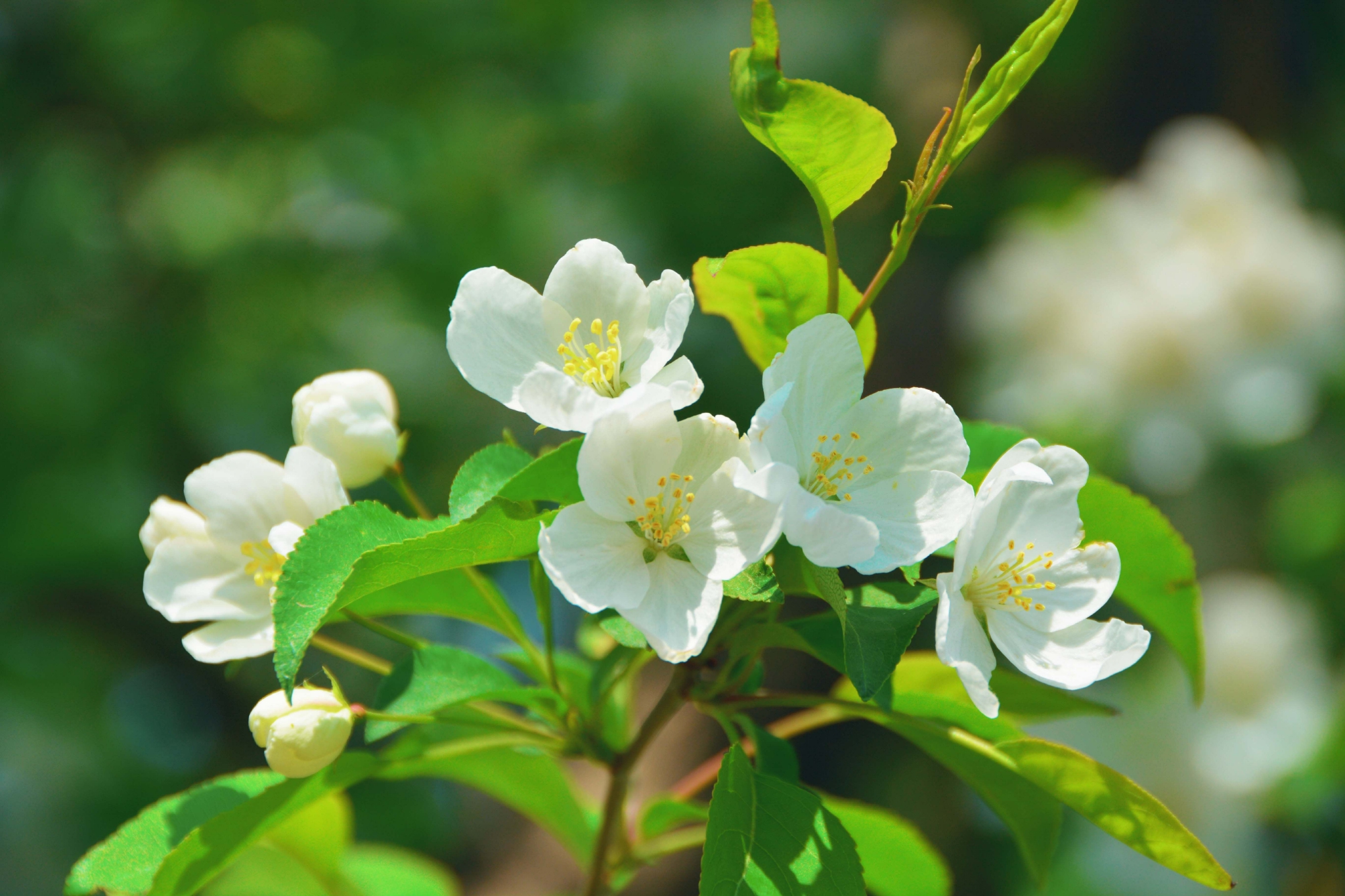 淡雅的山荆子花原创拍摄