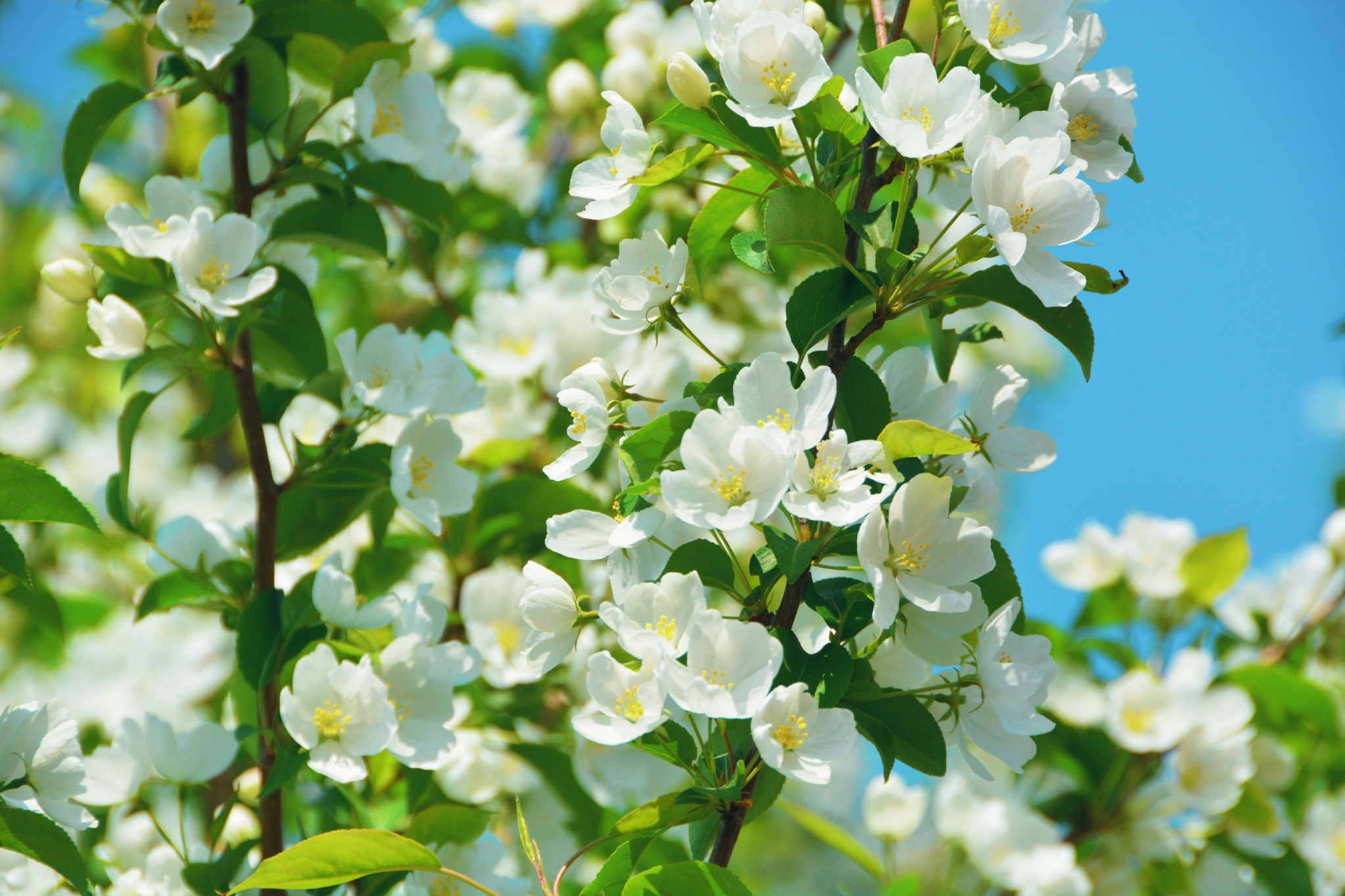 山荆子开花图片