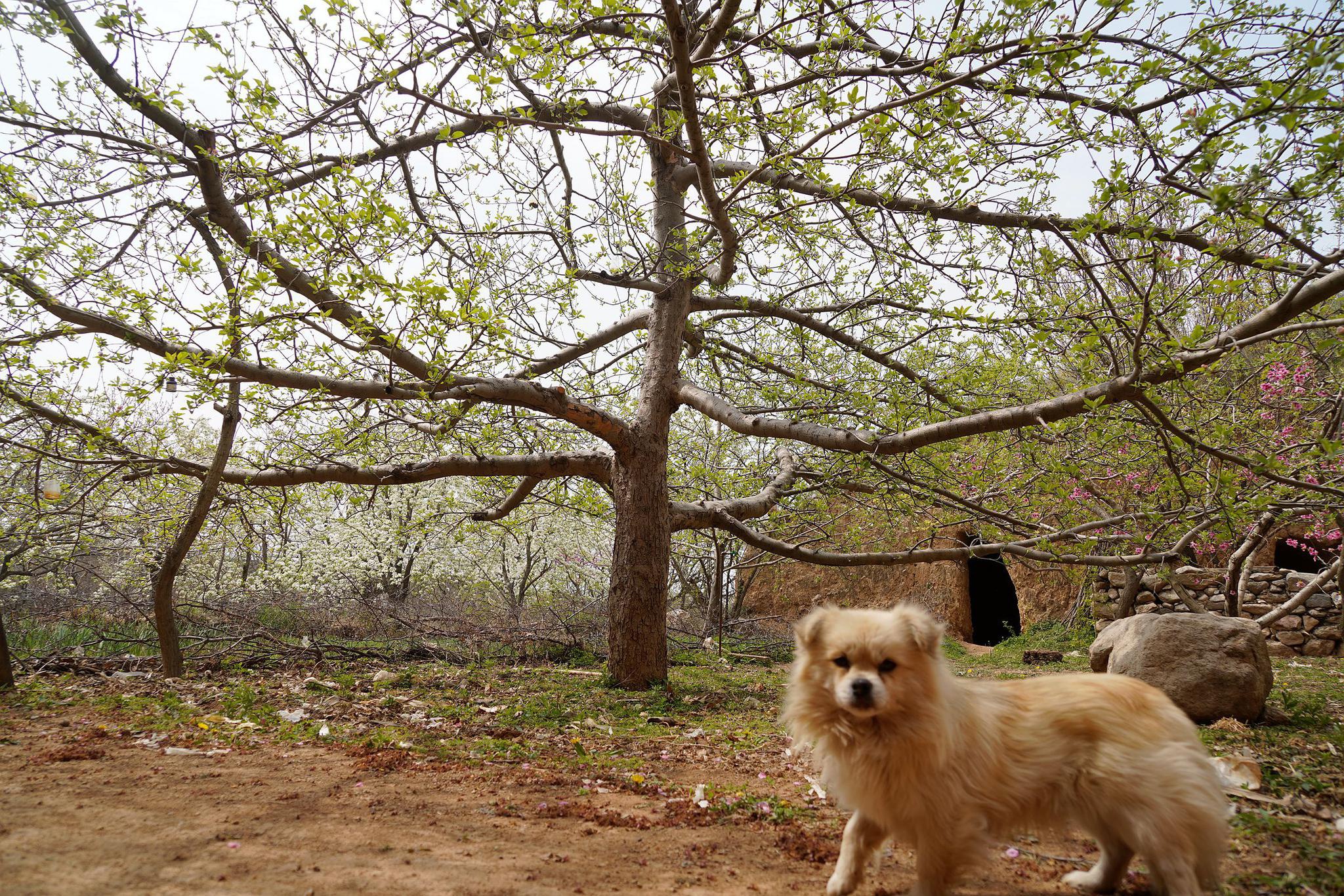 7旬农村大娘院前有棵30多年"平安树",10万不卖,看长啥样