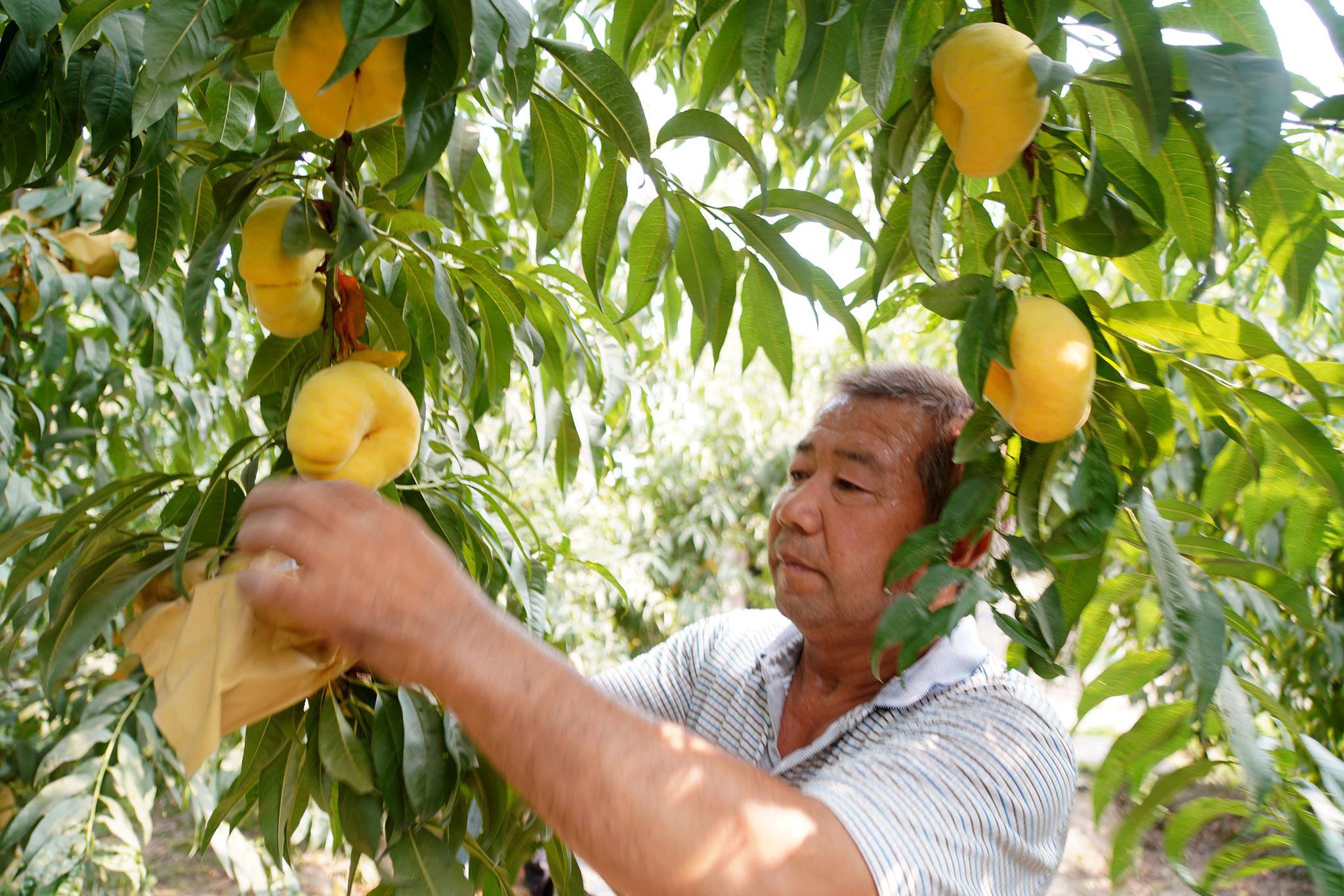 山西农民种植黄金蟠桃走俏市场,价格是普通桃子的10倍,看啥样|蟠桃|大