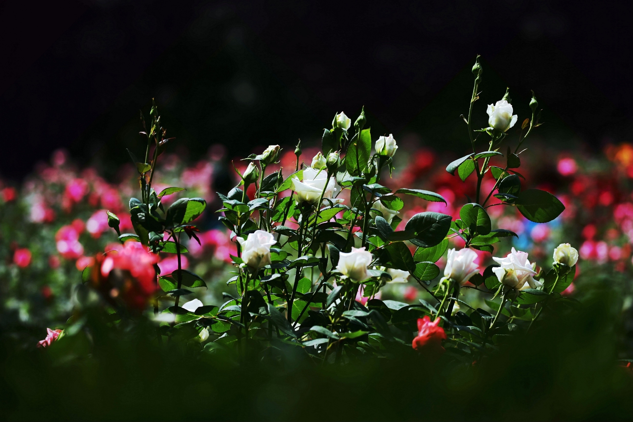 月季花海演绎春日浪漫,走近第28届常州市花—月季花展_高清图集_新浪