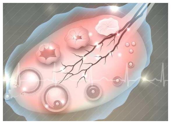 我们最好了解卵泡生长的过程!