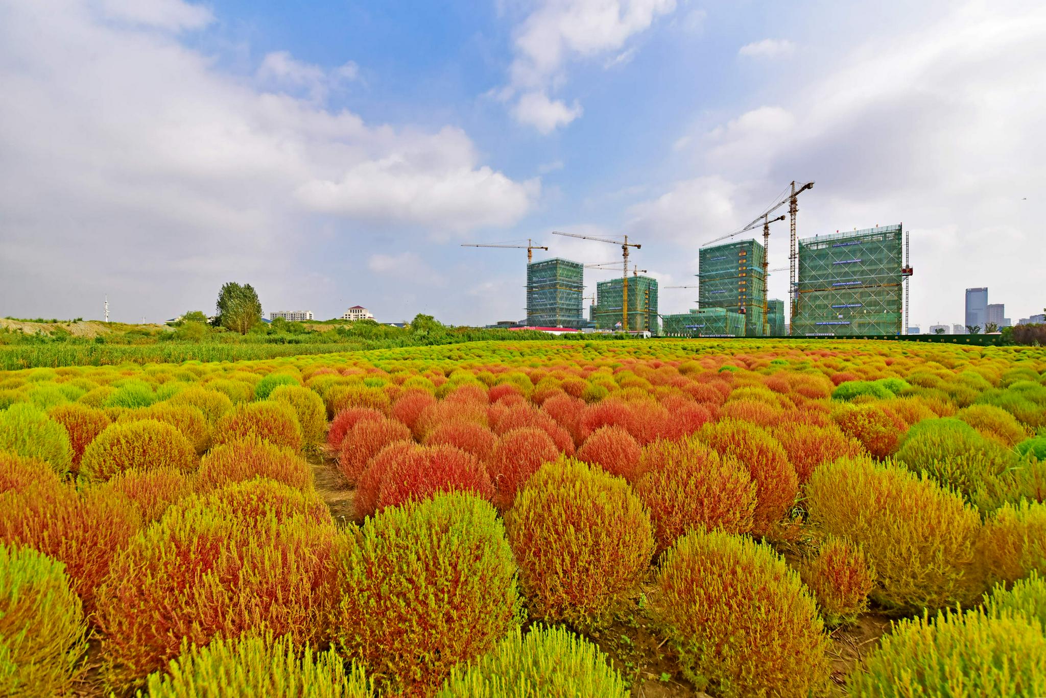 蓝天白云红地肤江苏无锡锡山区安镇街道
