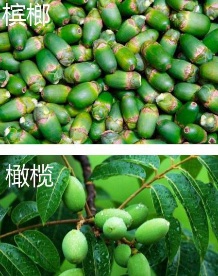 两种植物是绝然不同的,槟榔和橄榄作为它们的果实,虽然相似,但是对比