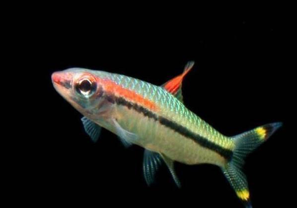 一眉道人这种观赏鱼被称为草缸之王,它们有什么优缺点?