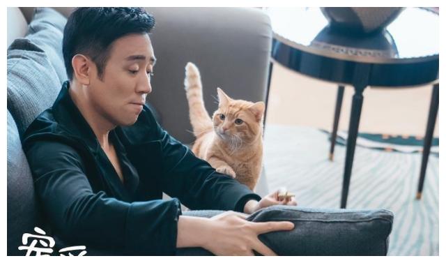 3狗2猫1猪的故事4亿票房，《宠爱》是真，泪点密集也是真休闲区蓝鸢梦想 - Www.slyday.coM